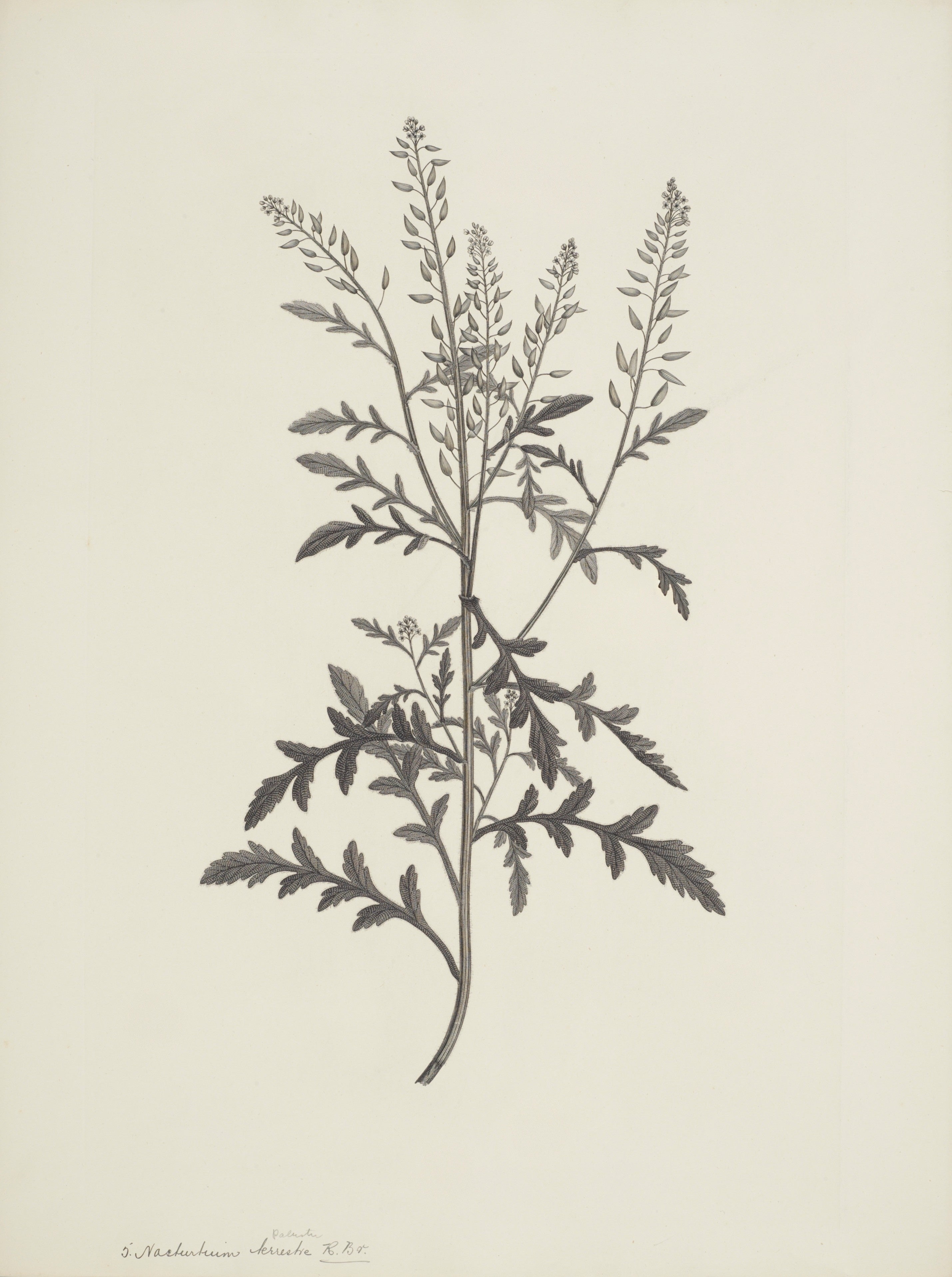 NEW ZEALAND PLANT 48