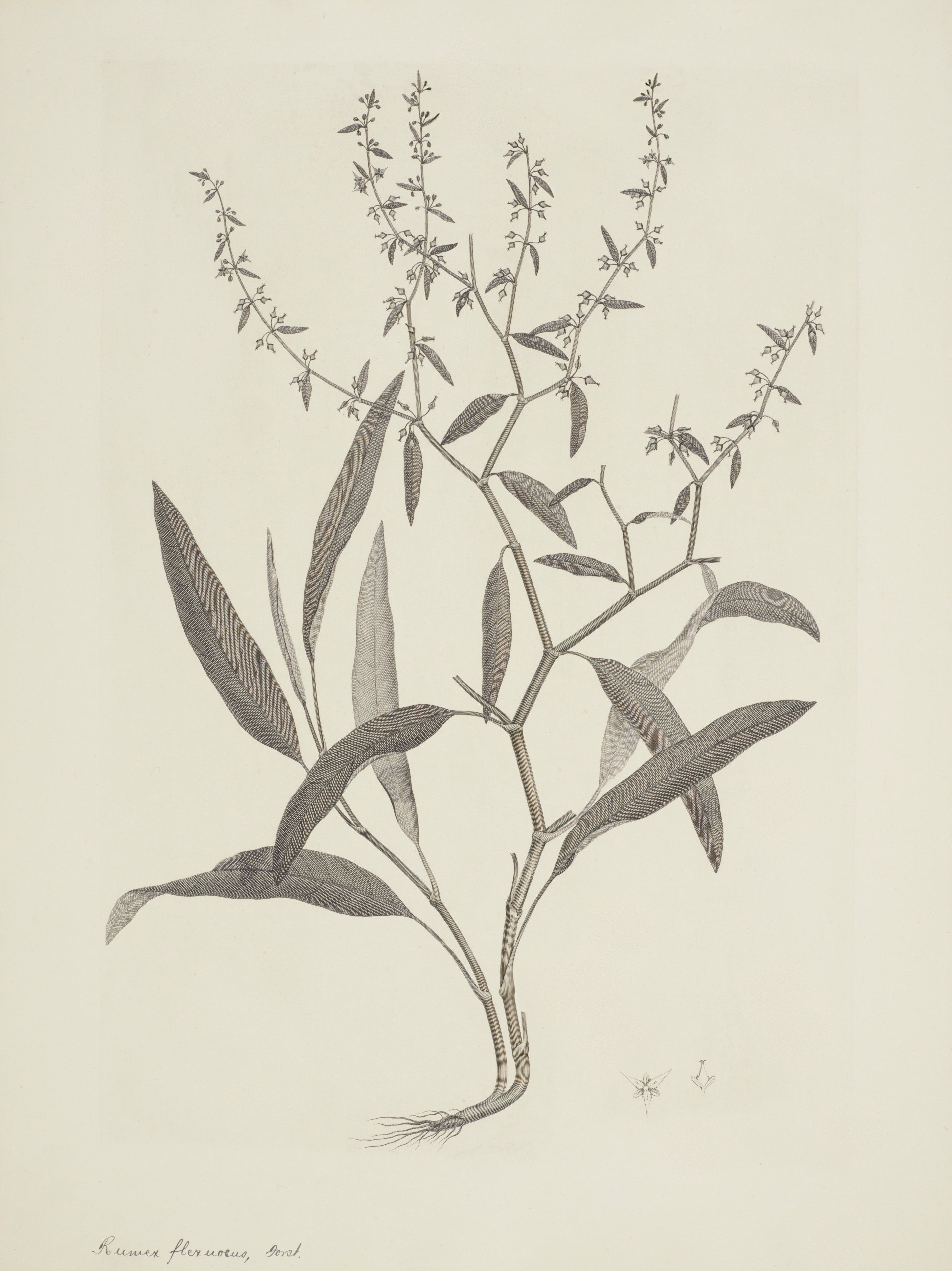 NEW ZEALAND PLANT 50