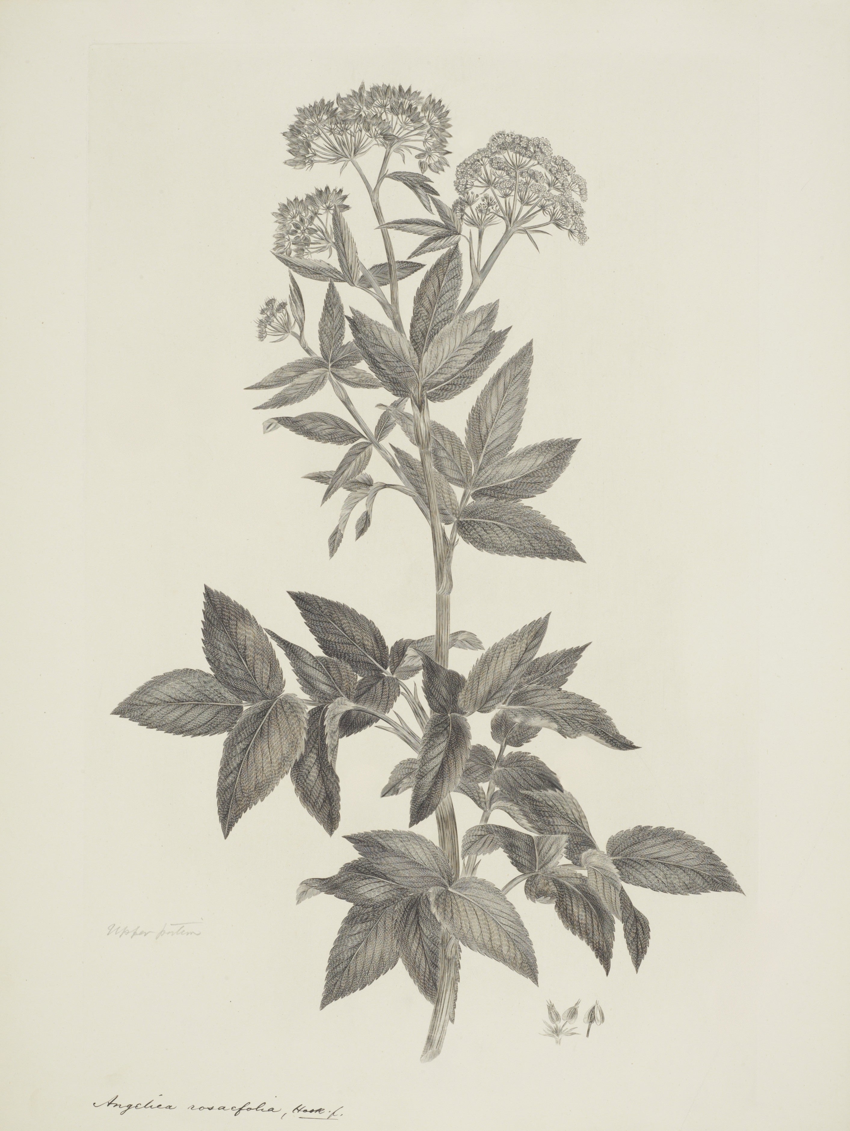 NEW ZEALAND PLANT 51