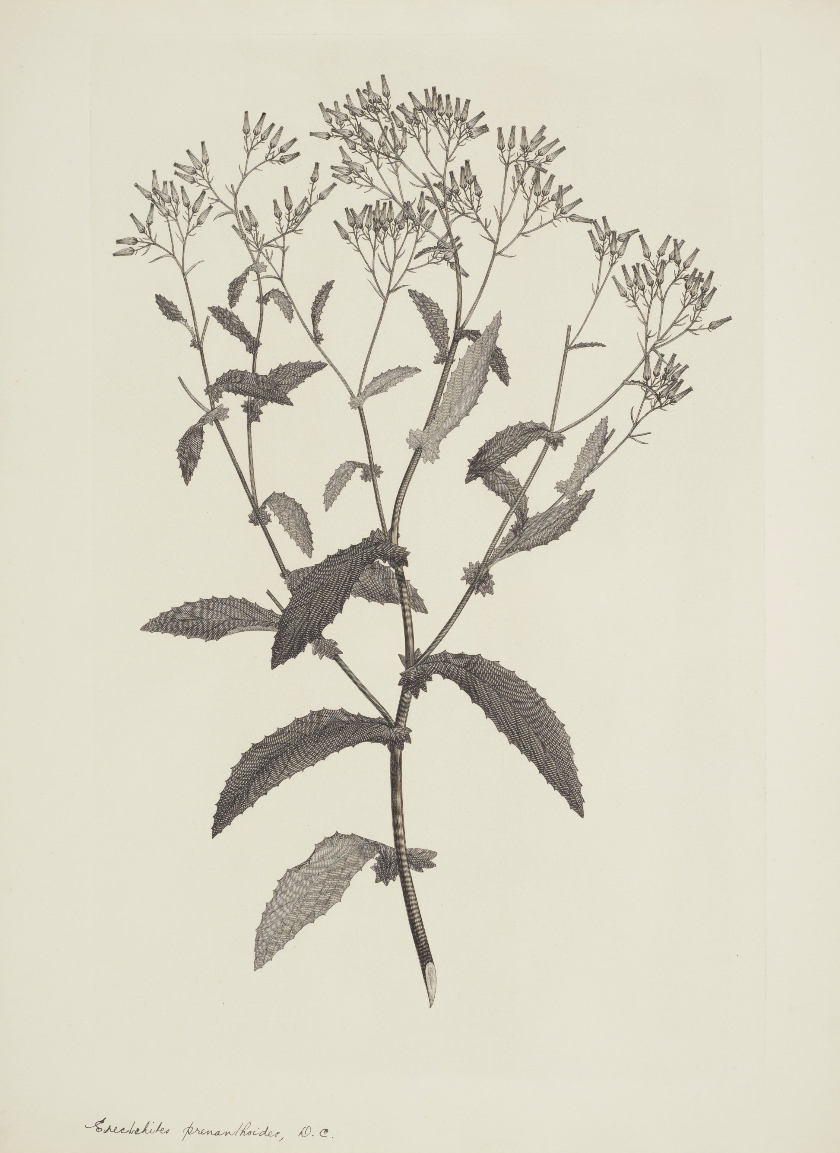 NEW ZEALAND PLANT 52