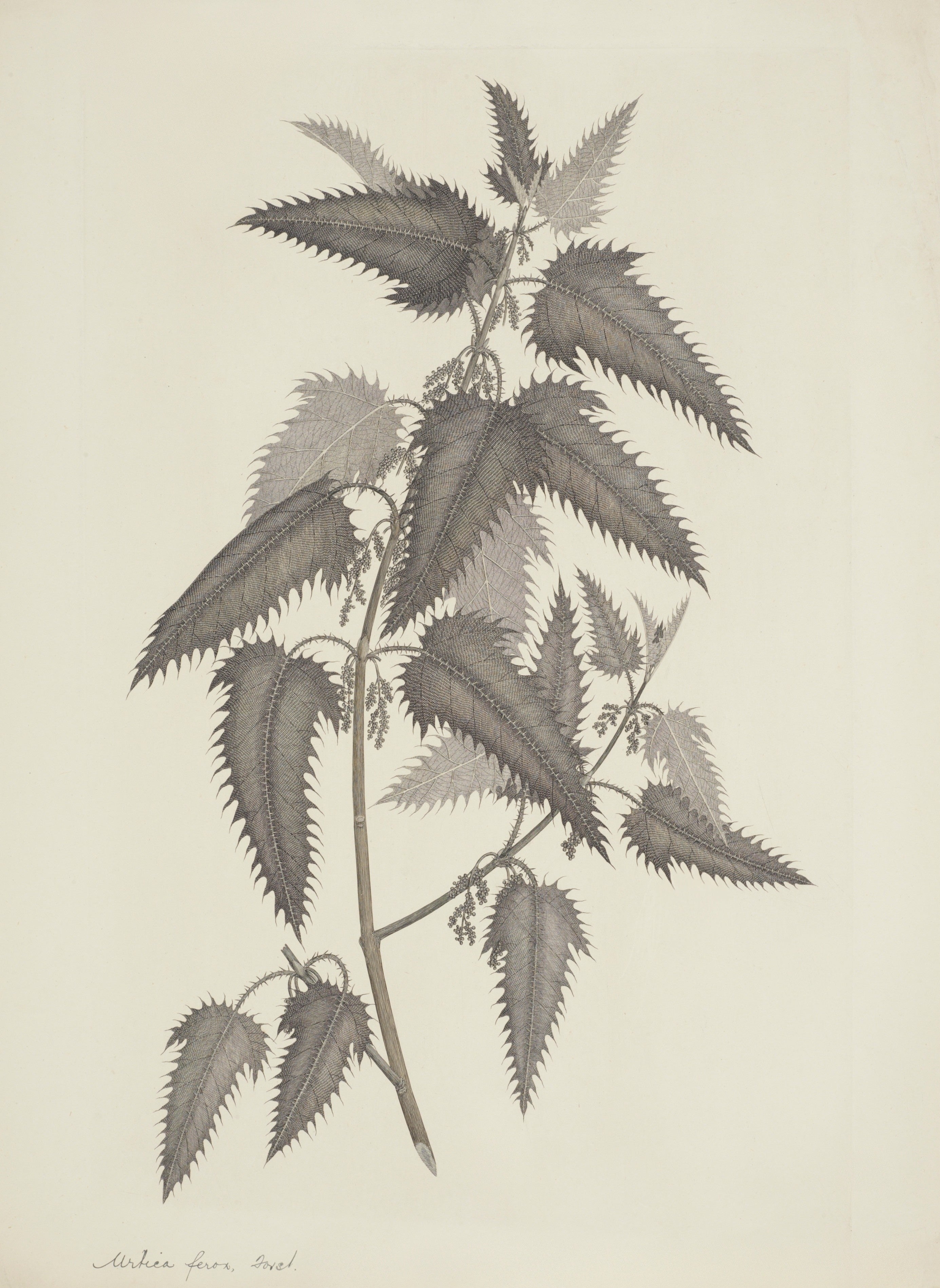 NEW ZEALAND PLANT 57