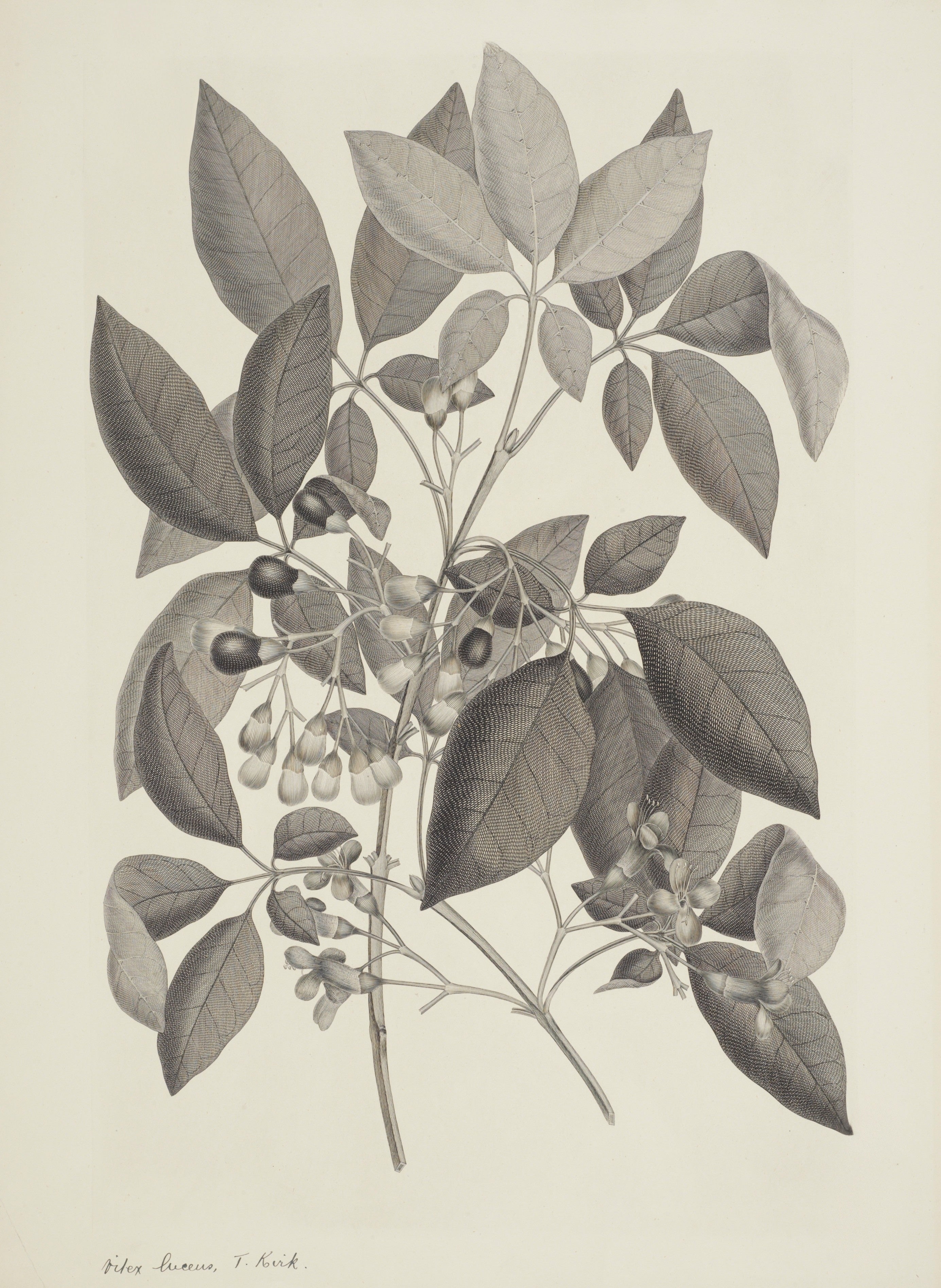 NEW ZEALAND PLANT 58