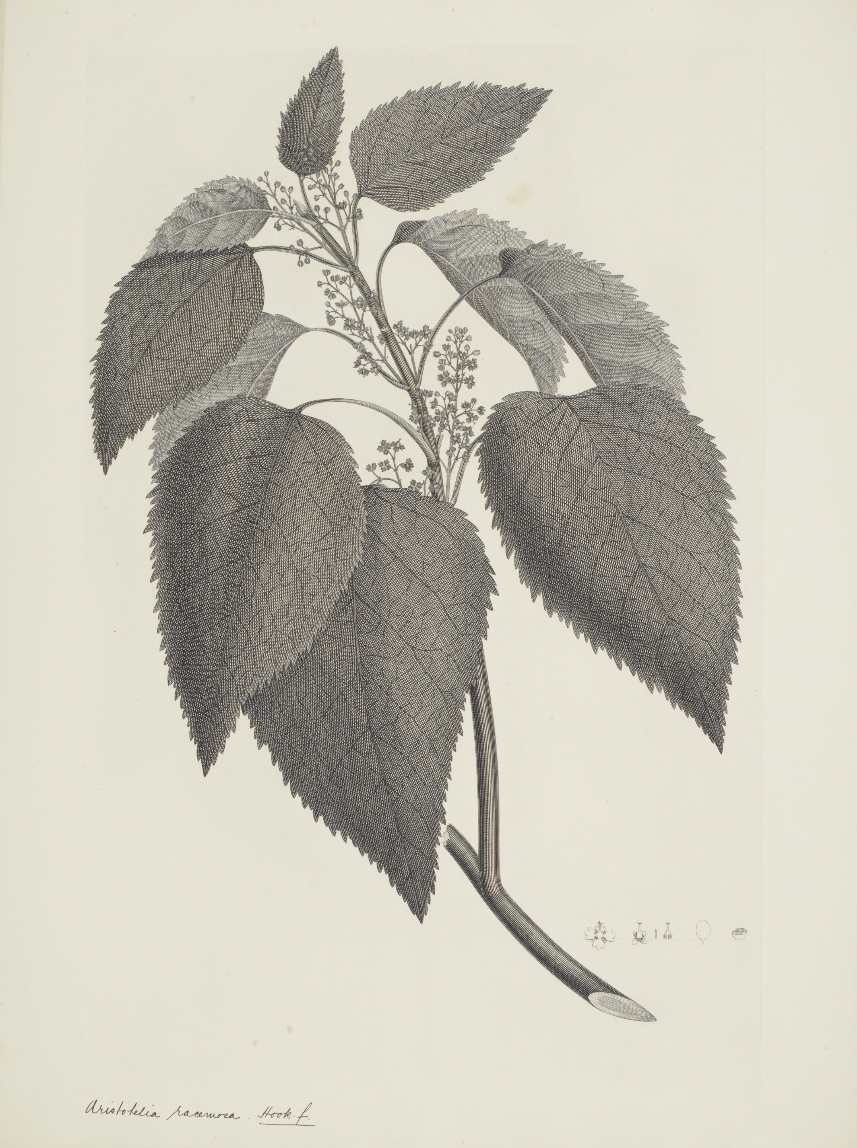NEW ZEALAND PLANT 6