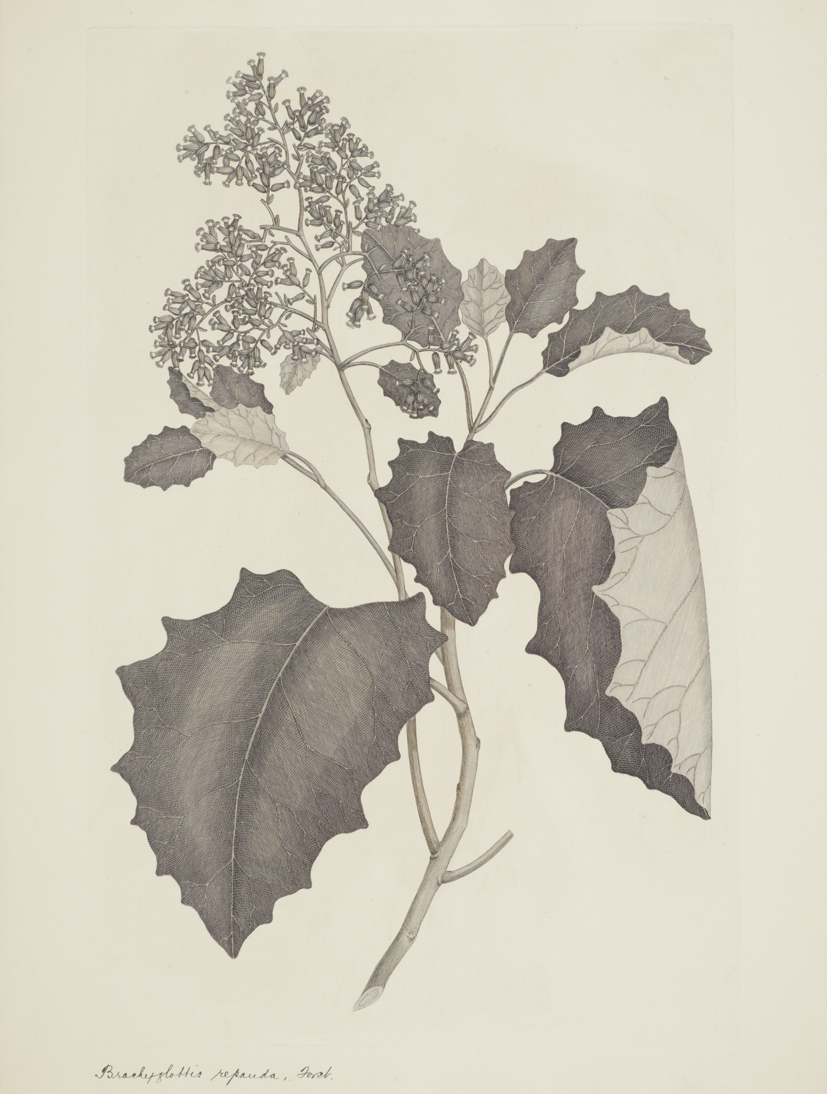 NEW ZEALAND PLANT 8