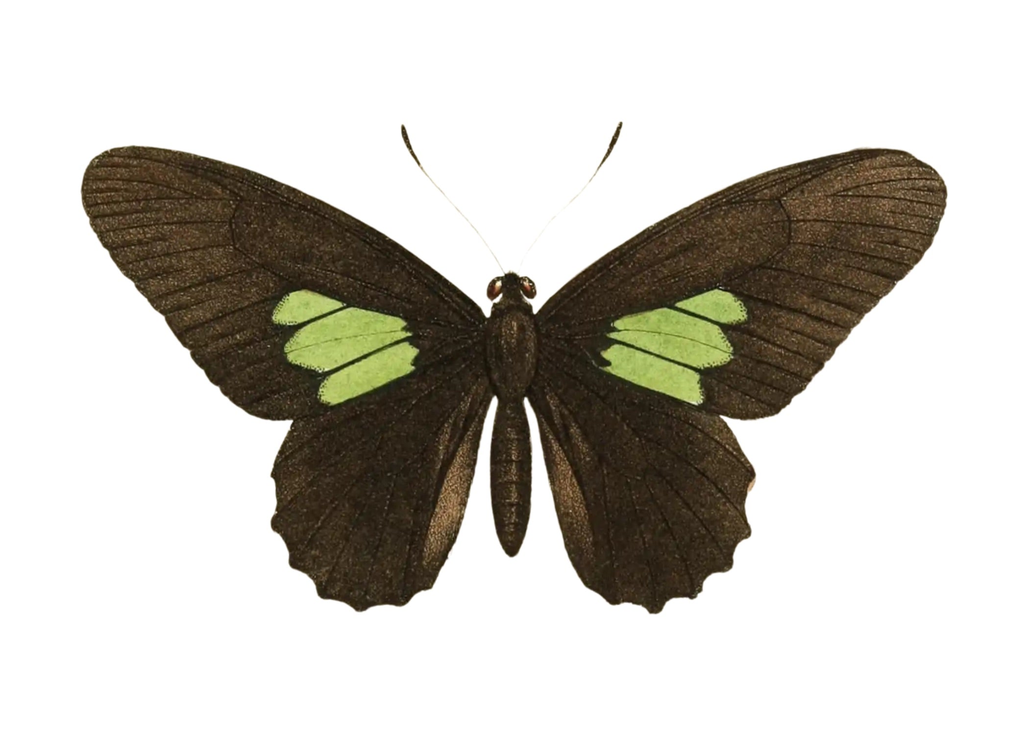 BUTTERFLY SERIES 10