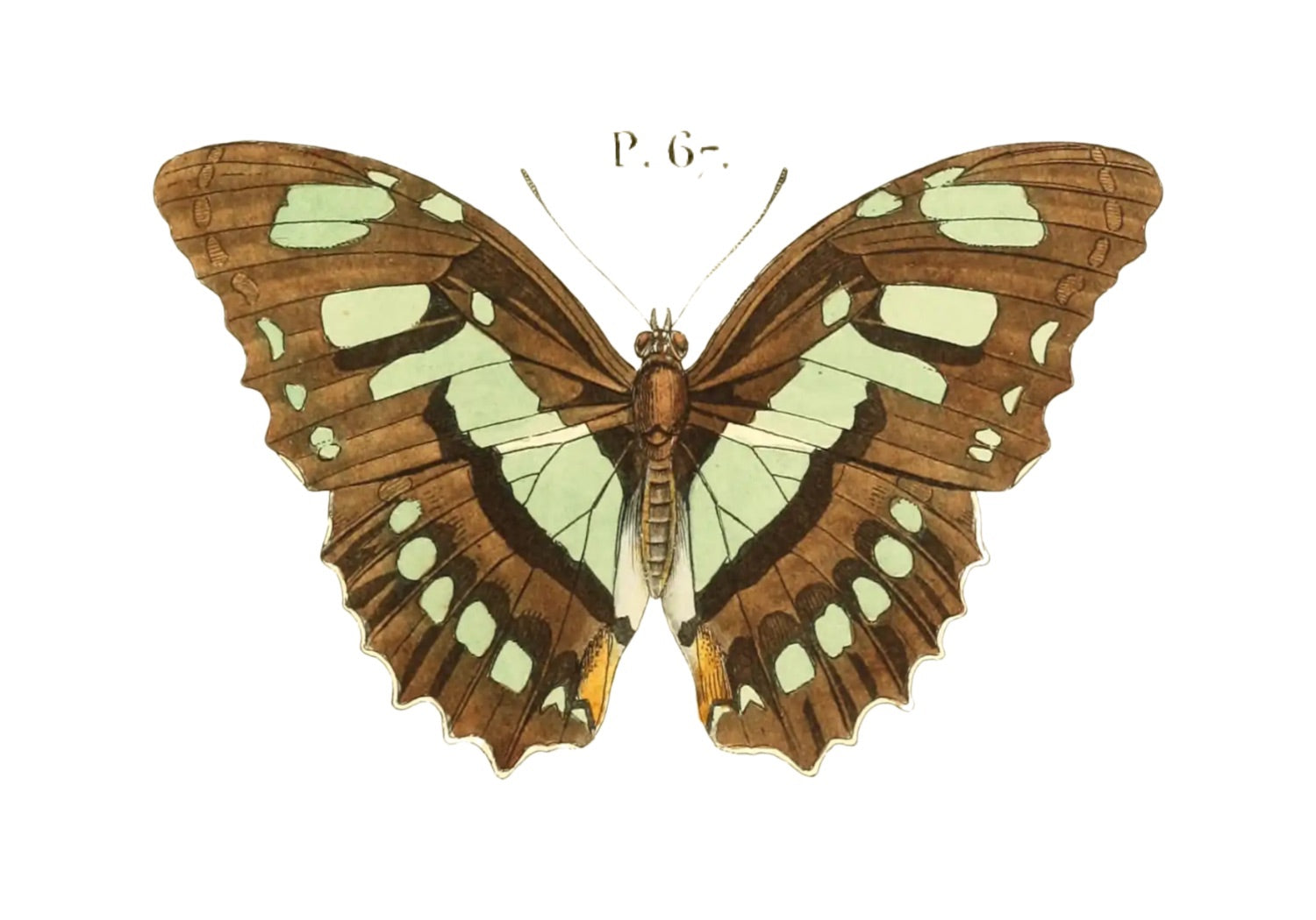 BUTTERFLY SERIES 16