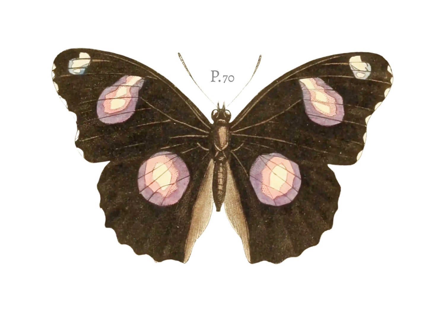 BUTTERFLY SERIES 18