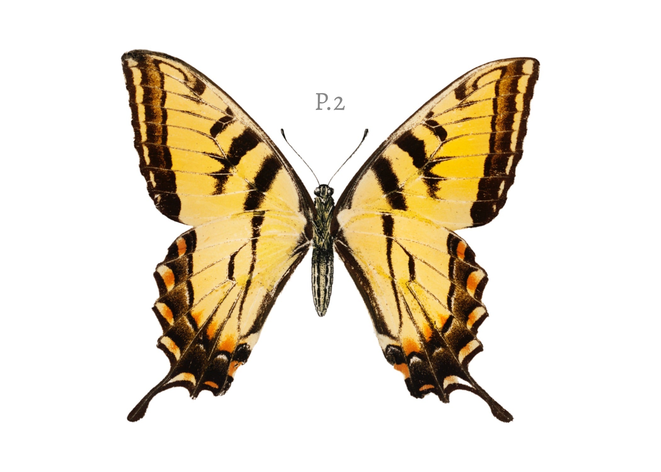 BUTTERFLY SERIES 2