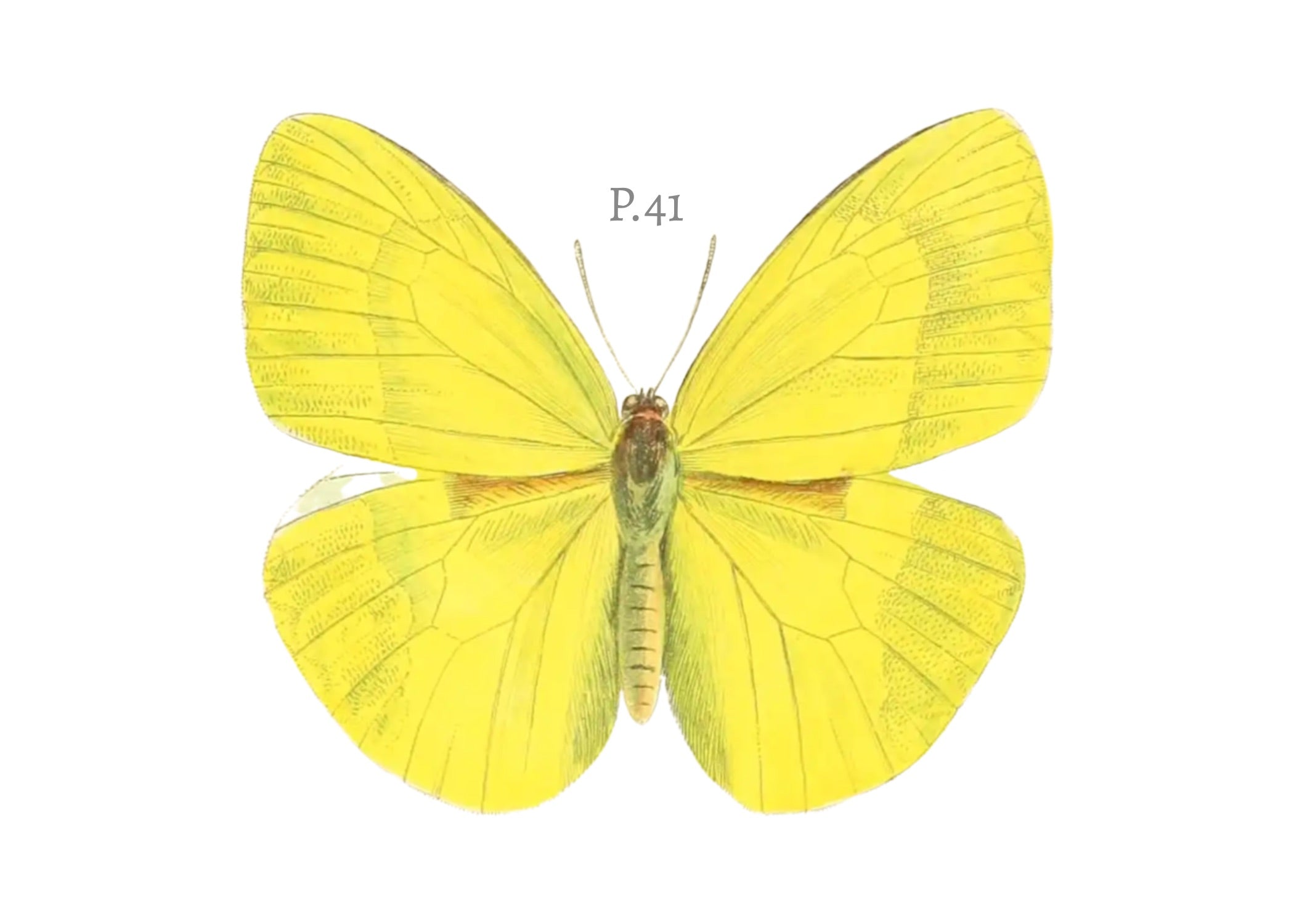 BUTTERFLY SERIES 23