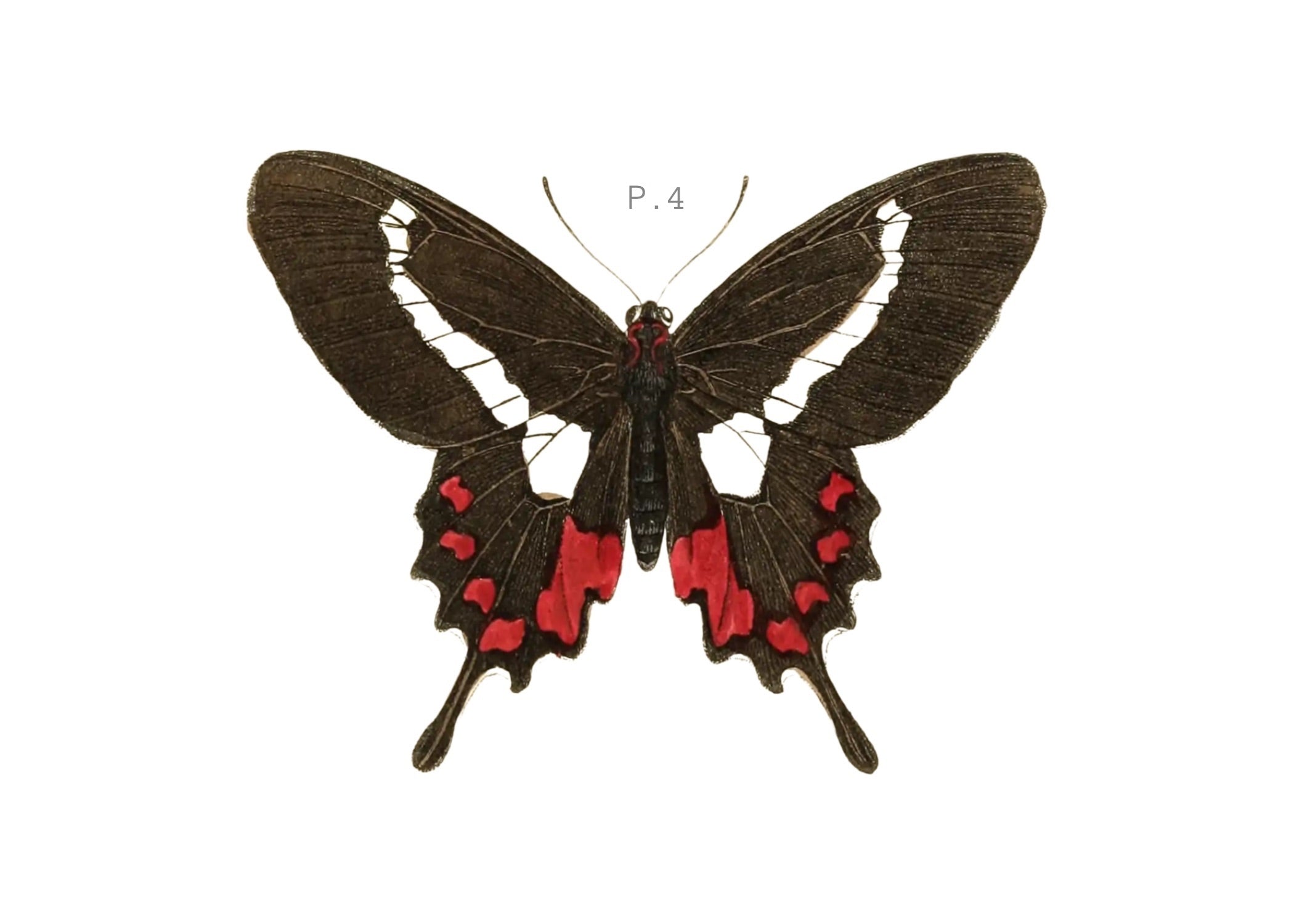 BUTTERFLY SERIES 25