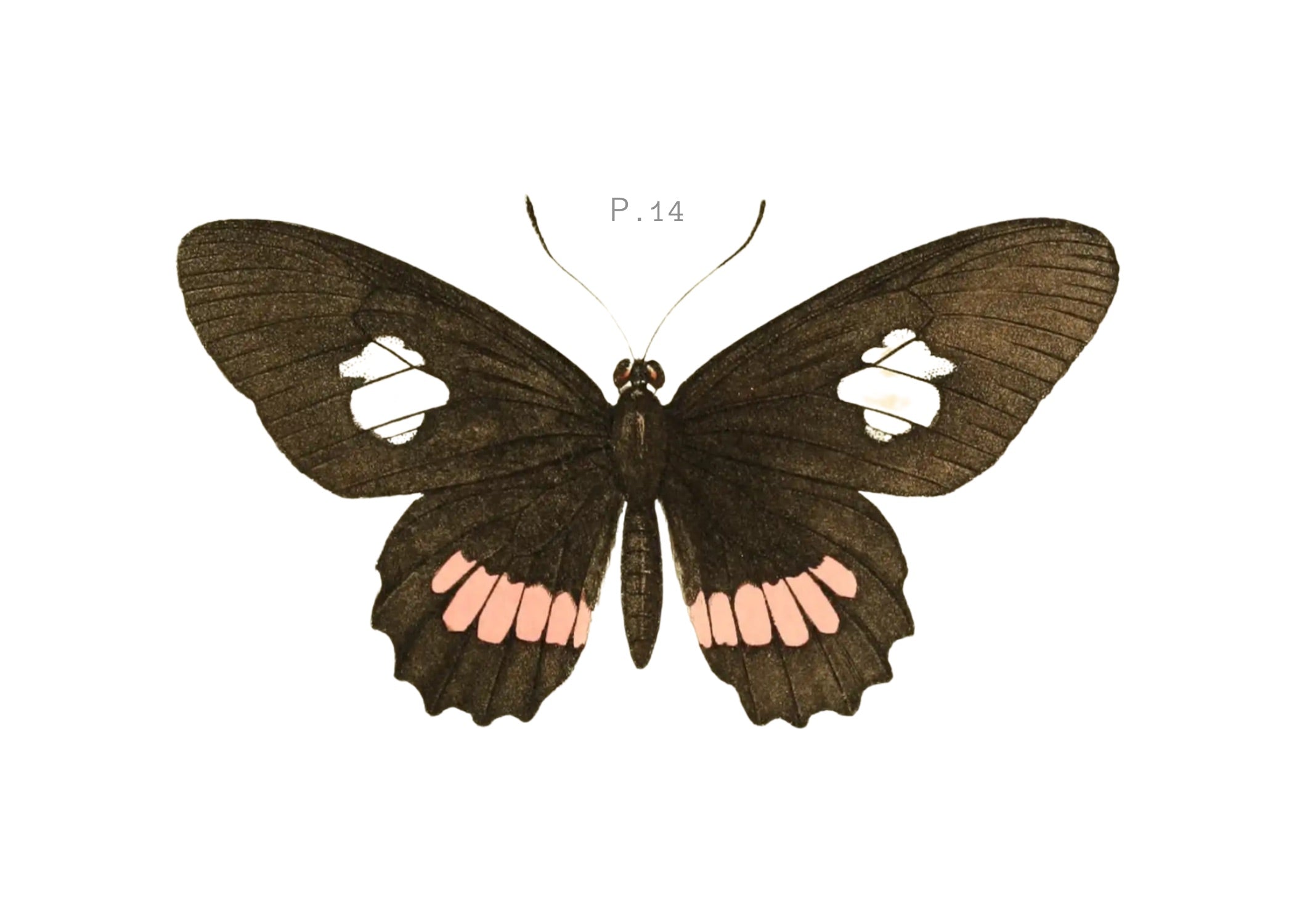 BUTTERFLY SERIES 27
