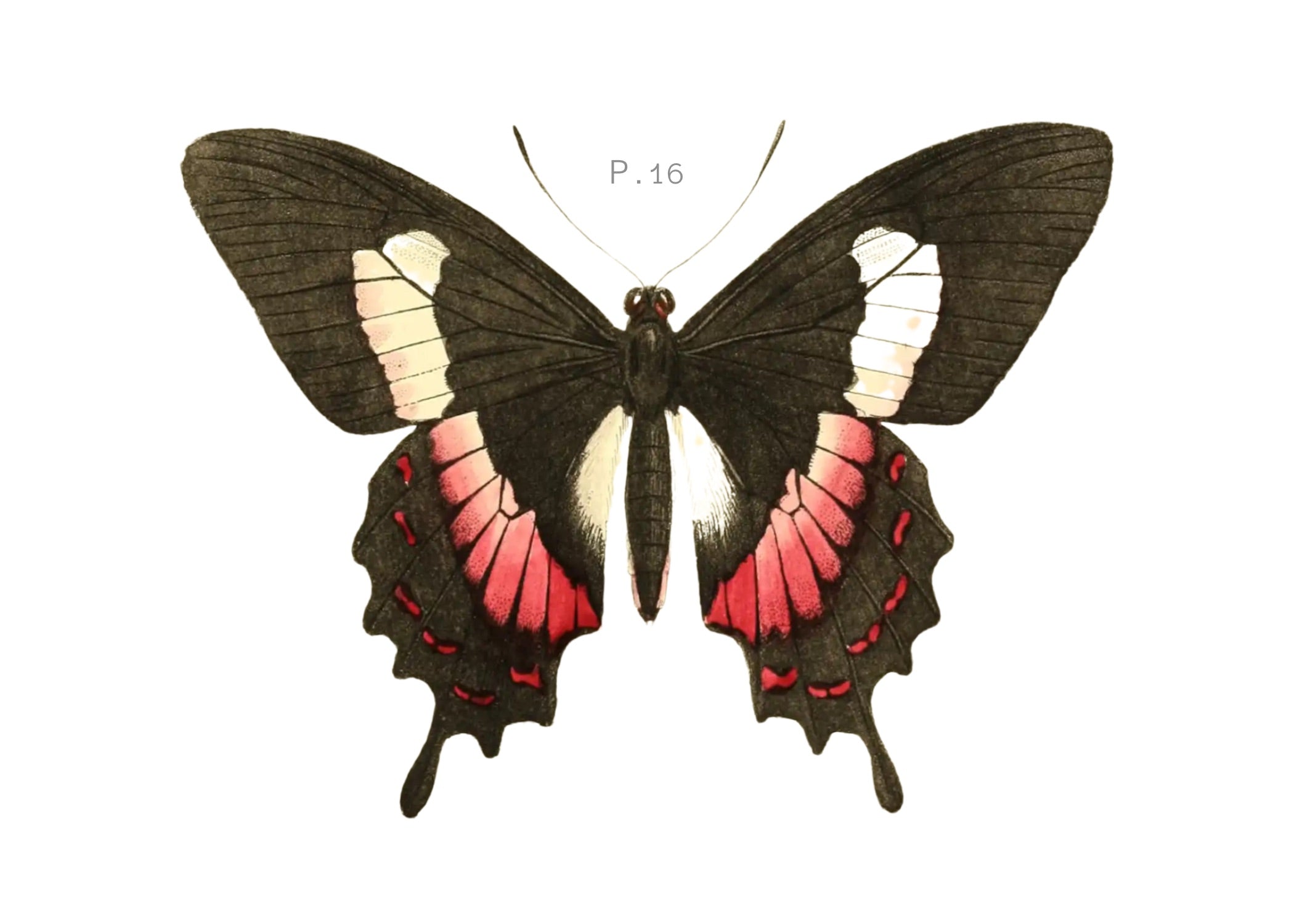 BUTTERFLY SERIES 28