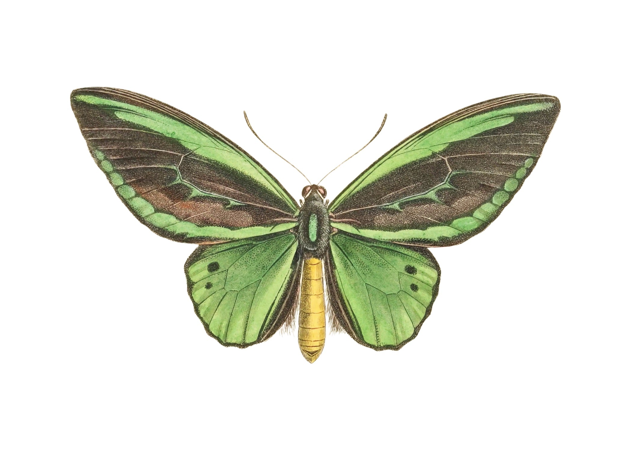 BUTTERFLY SERIES 3
