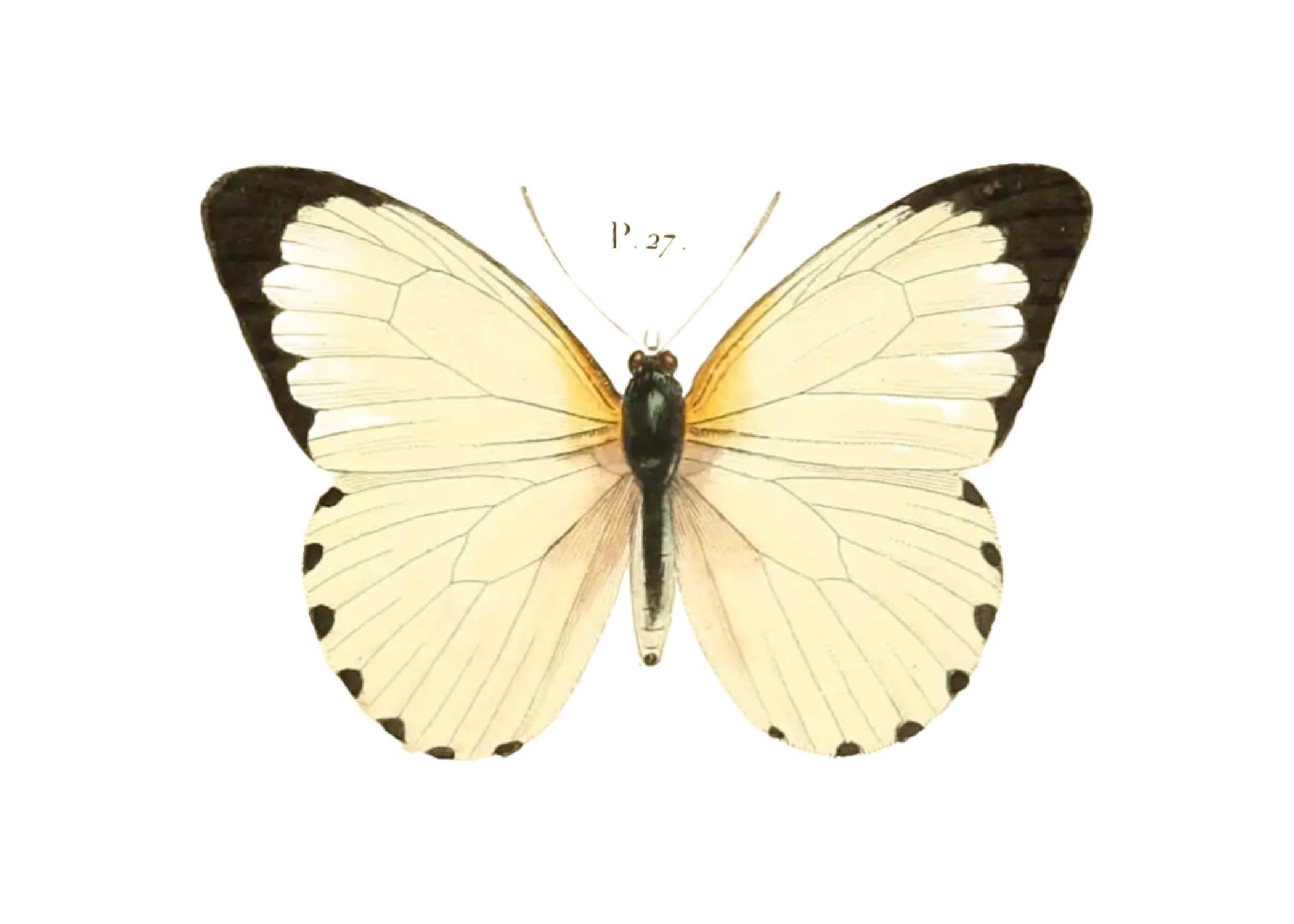 BUTTERFLY SERIES 34