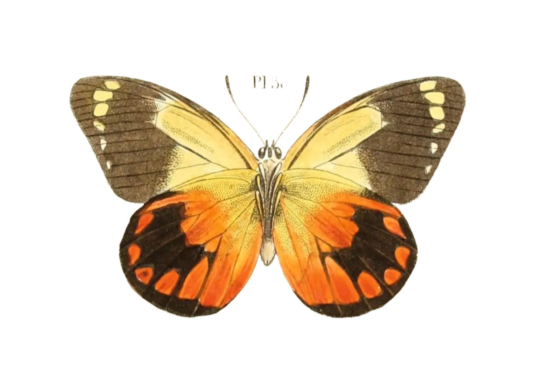 BUTTERFLY SERIES 36