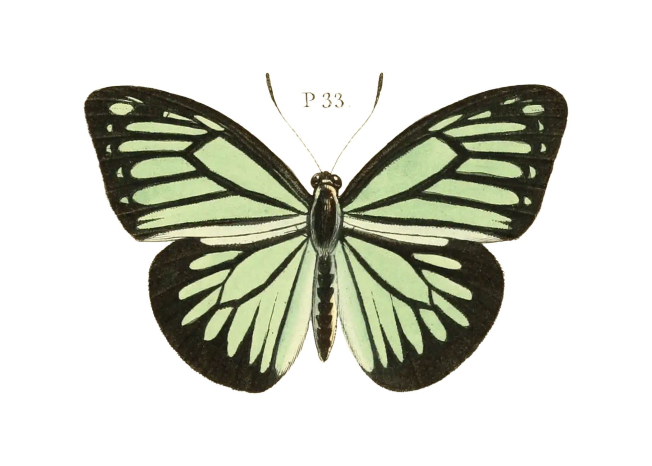 BUTTERFLY SERIES 38