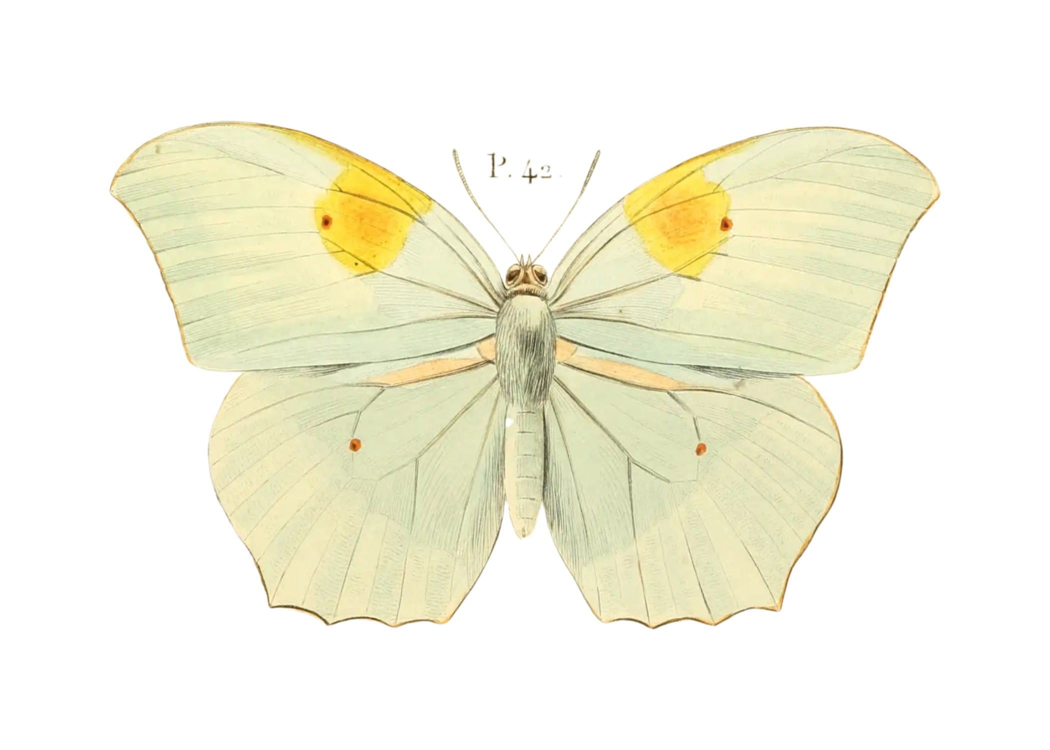 BUTTERFLY SERIES 39