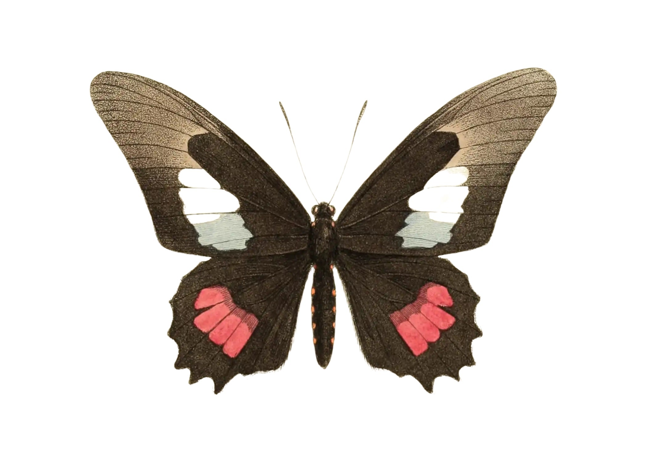 BUTTERFLY SERIES 4