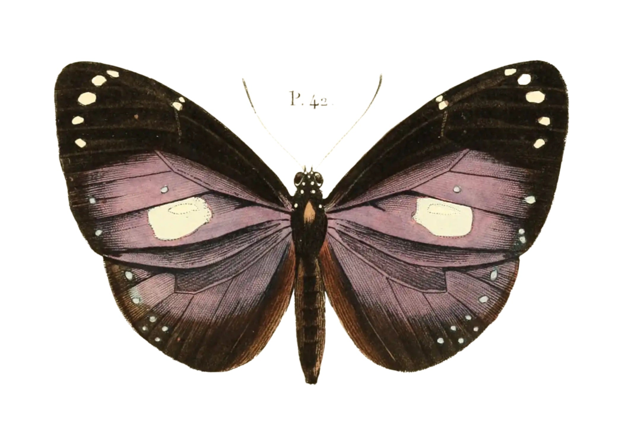 BUTTERFLY SERIES 40