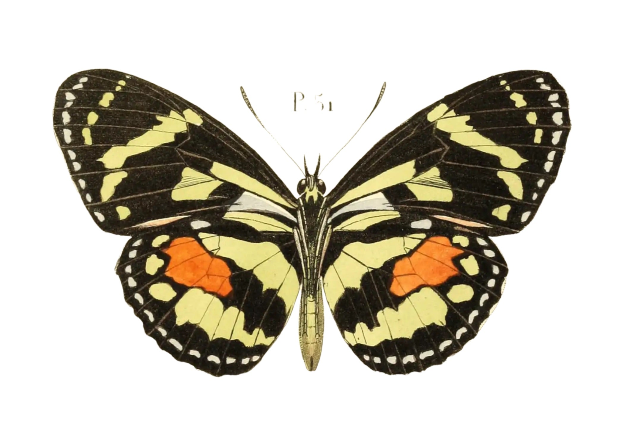 BUTTERFLY SERIES 41
