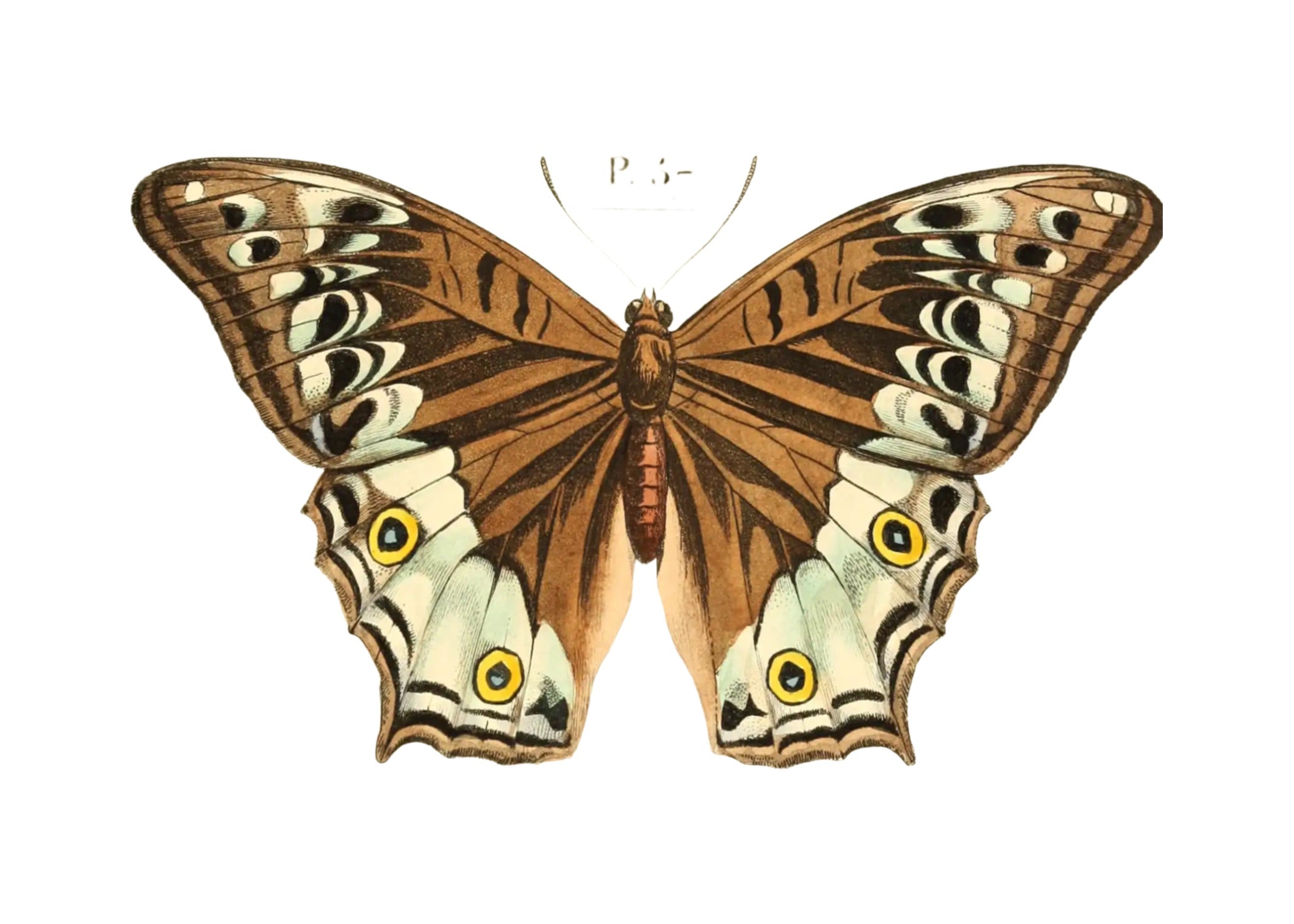 BUTTERFLY SERIES 44