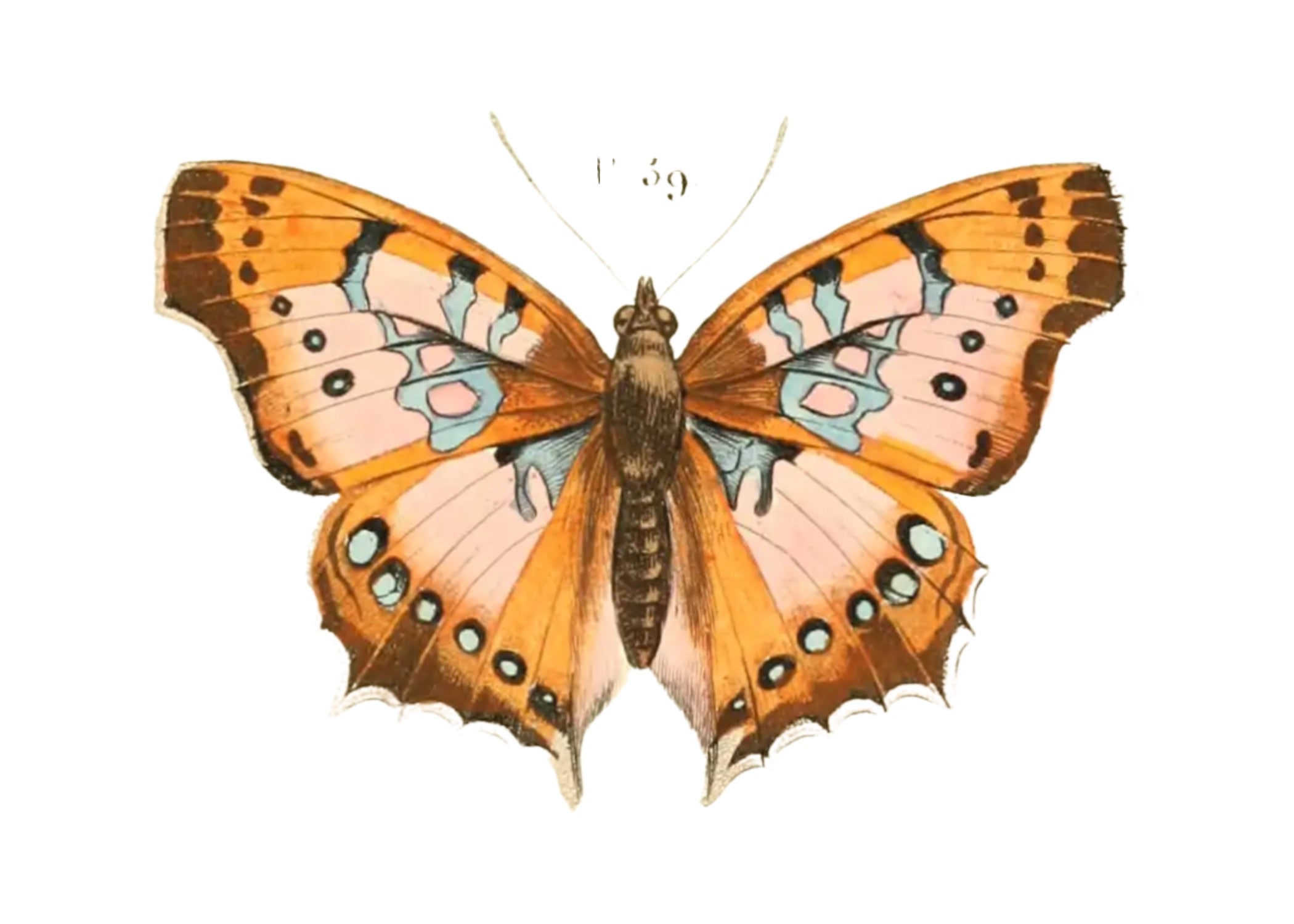 BUTTERFLY SERIES 45