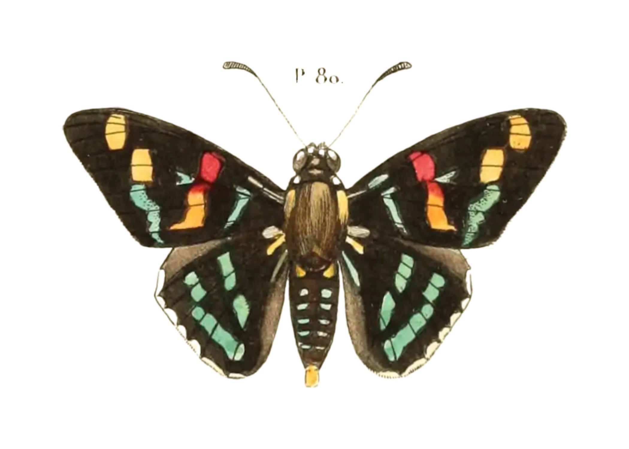 BUTTERFLY SERIES 48