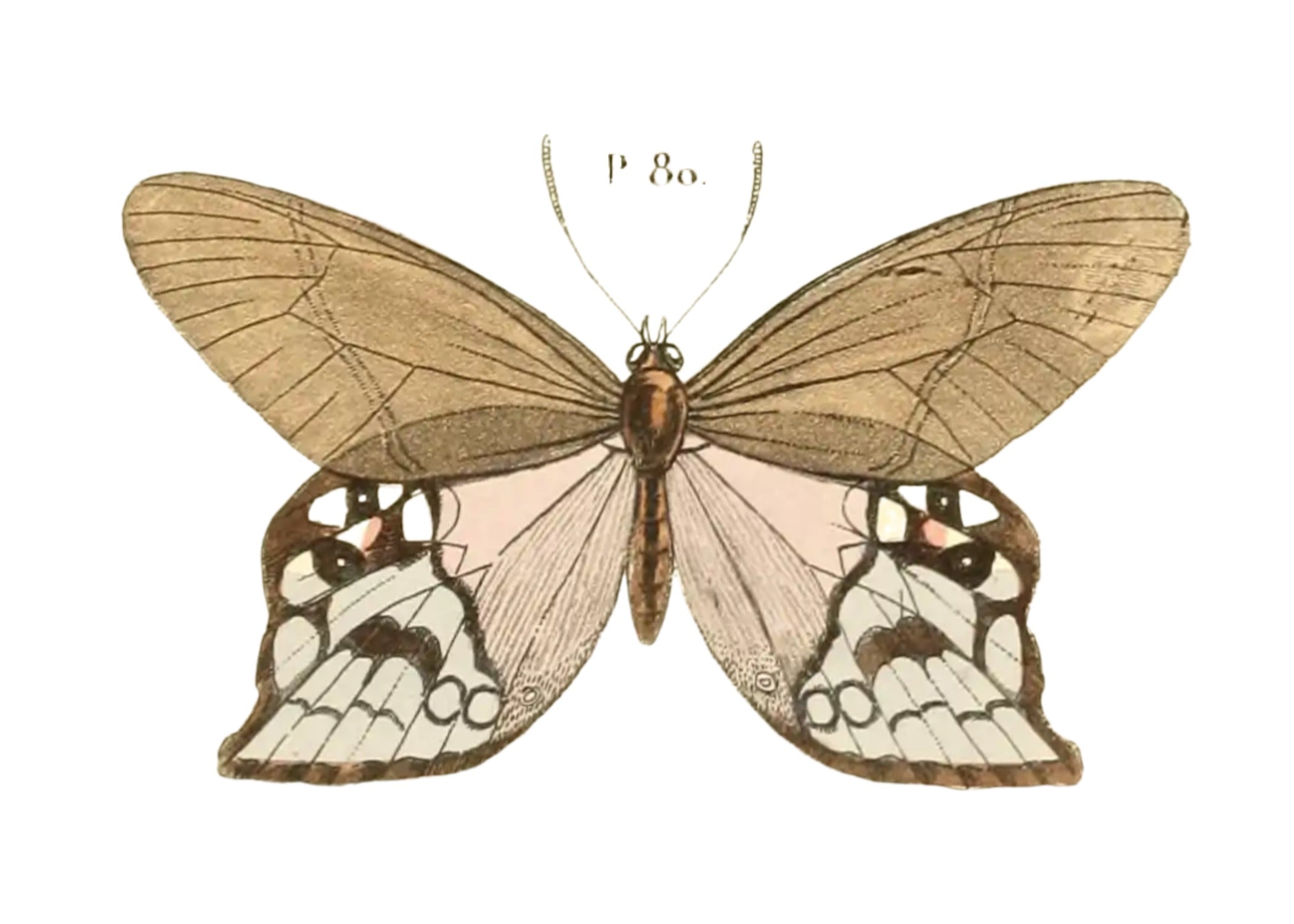 BUTTERFLY SERIES 49