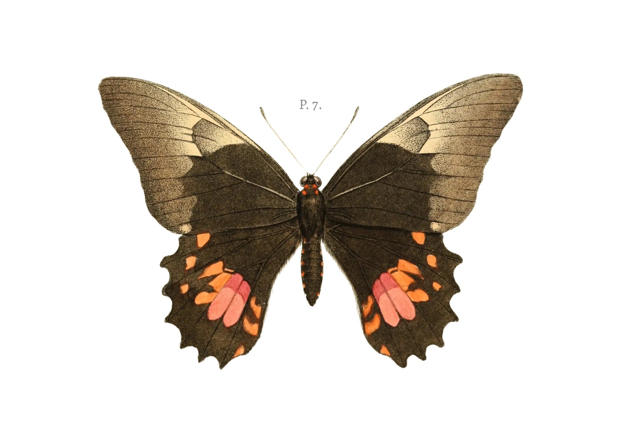 BUTTERFLY SERIES 6
