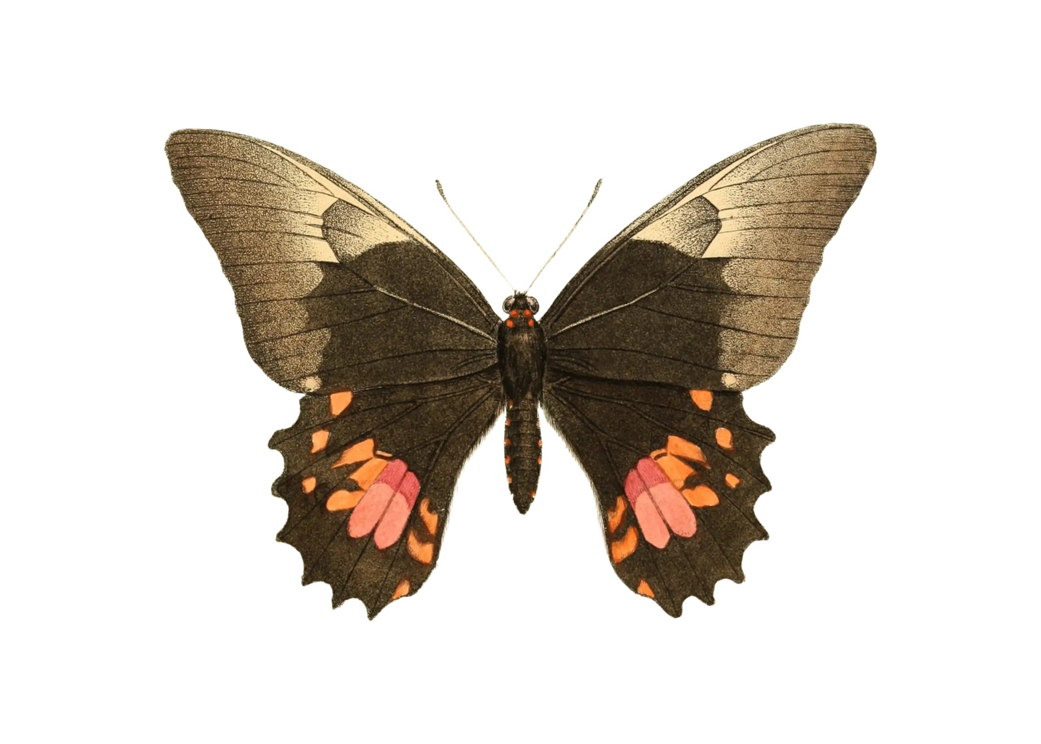 BUTTERFLY SERIES 6