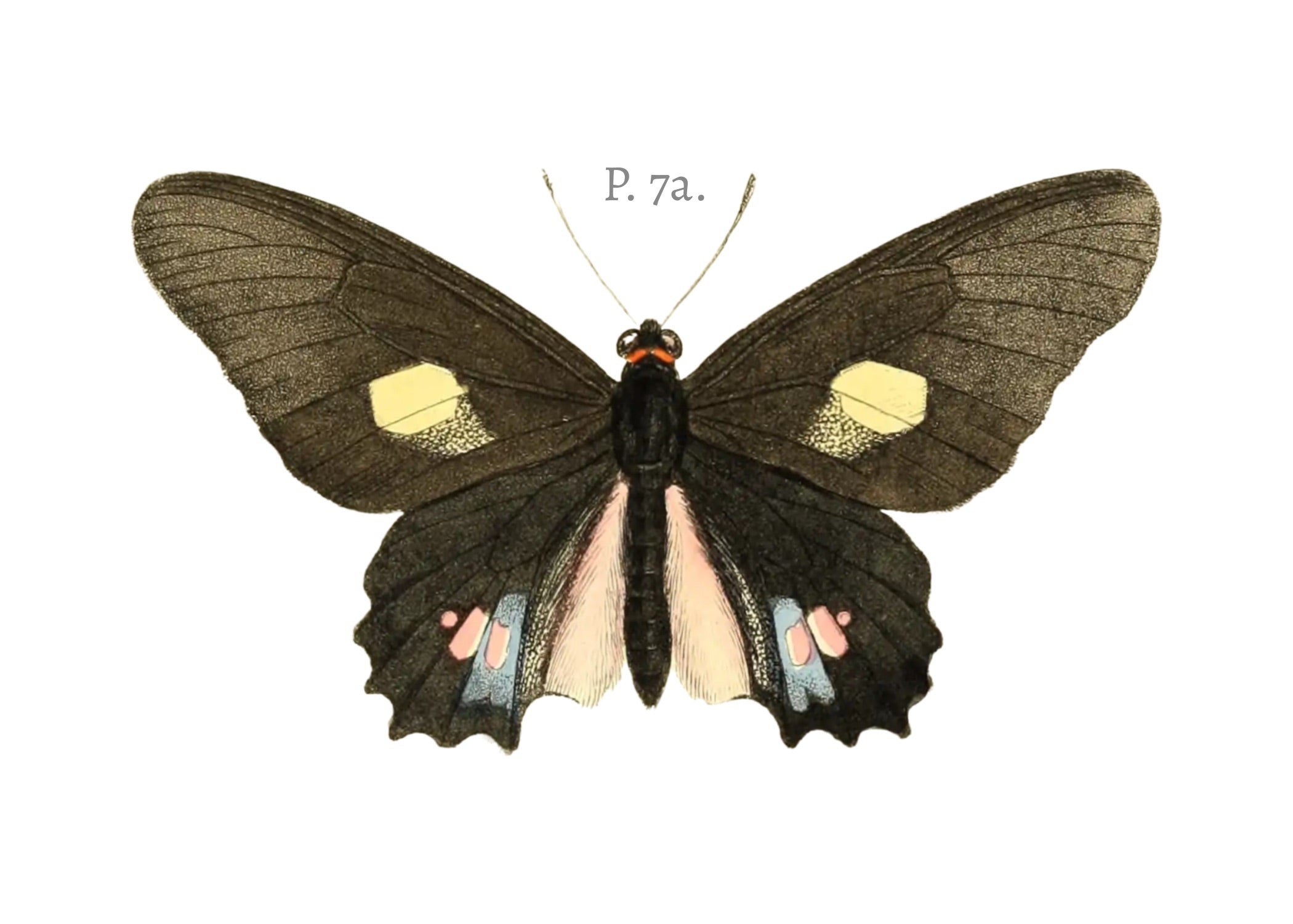 BUTTERFLY SERIES 7