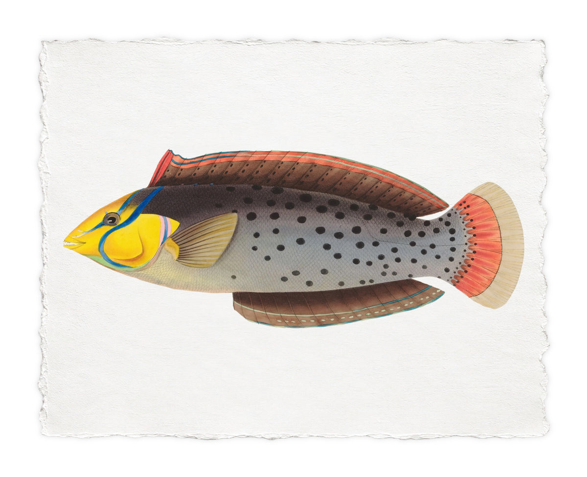 BENNETT FISH 12