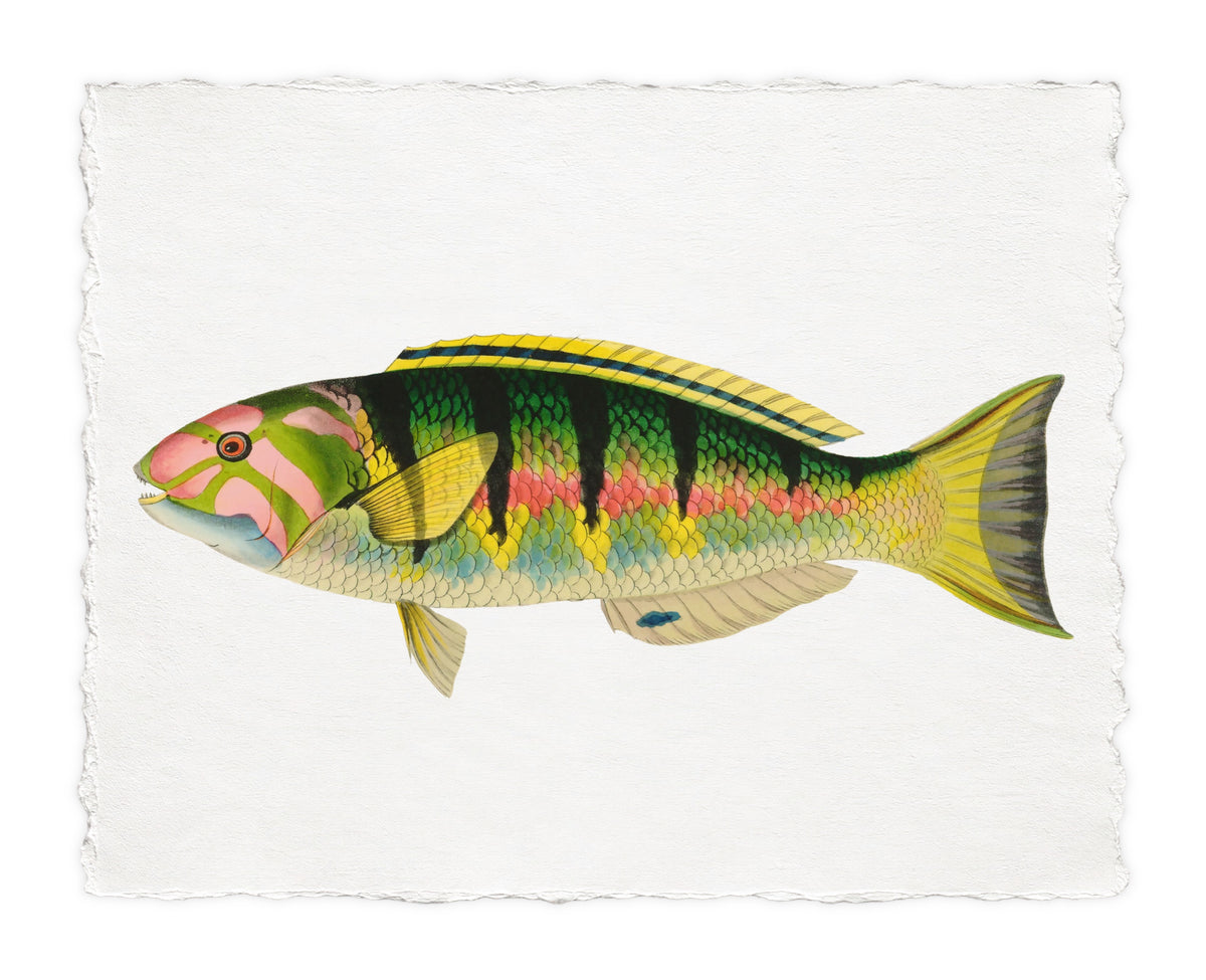 BENNETT FISH 13