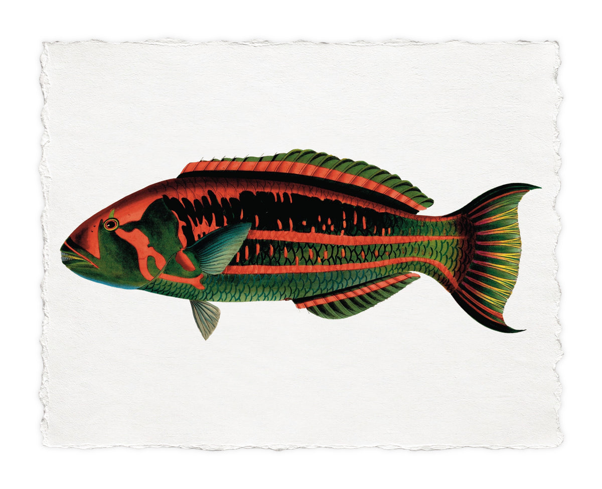 BENNETT FISH 14