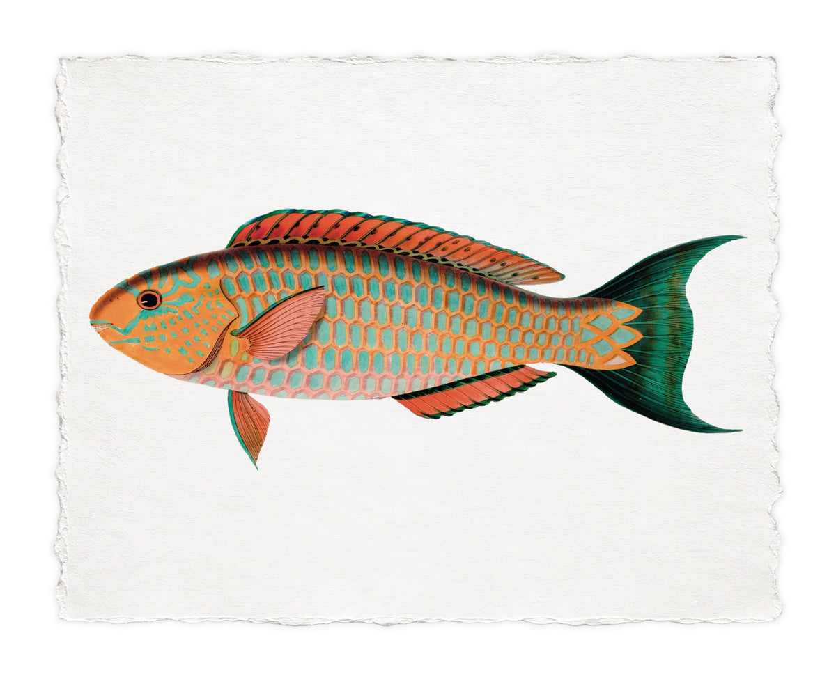 BENNETT FISH 15