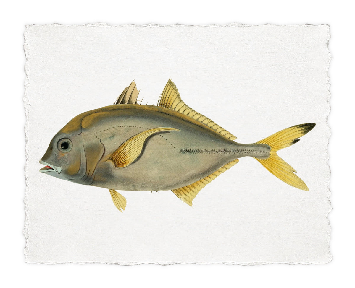 BENNETT FISH 2