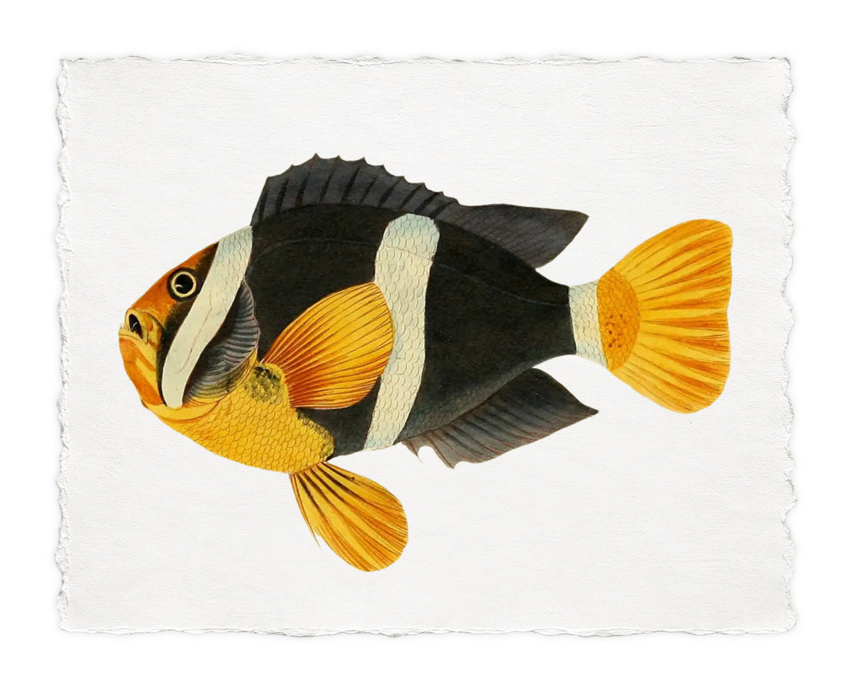 BENNETT FISH 3