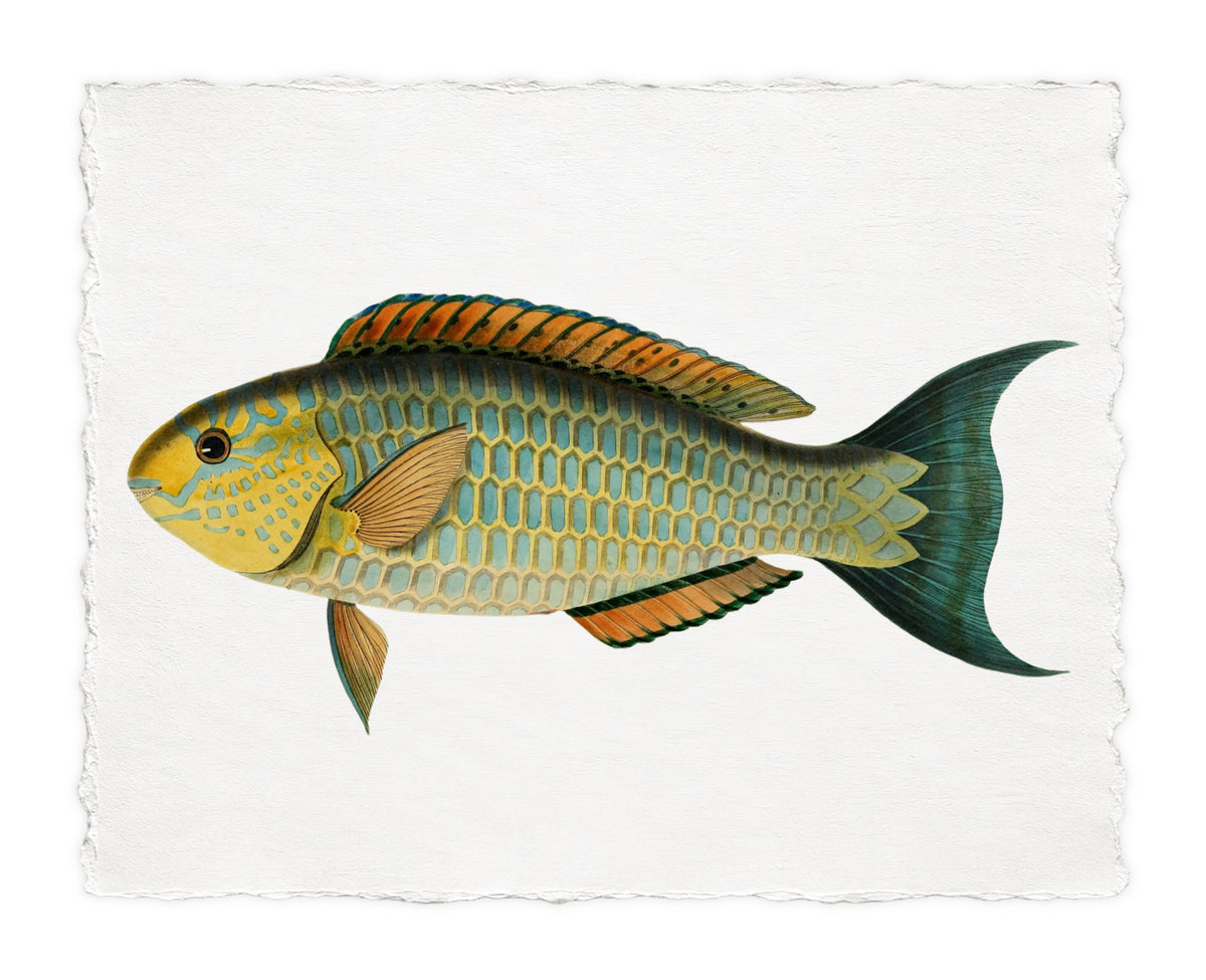 BENNETT FISH 4