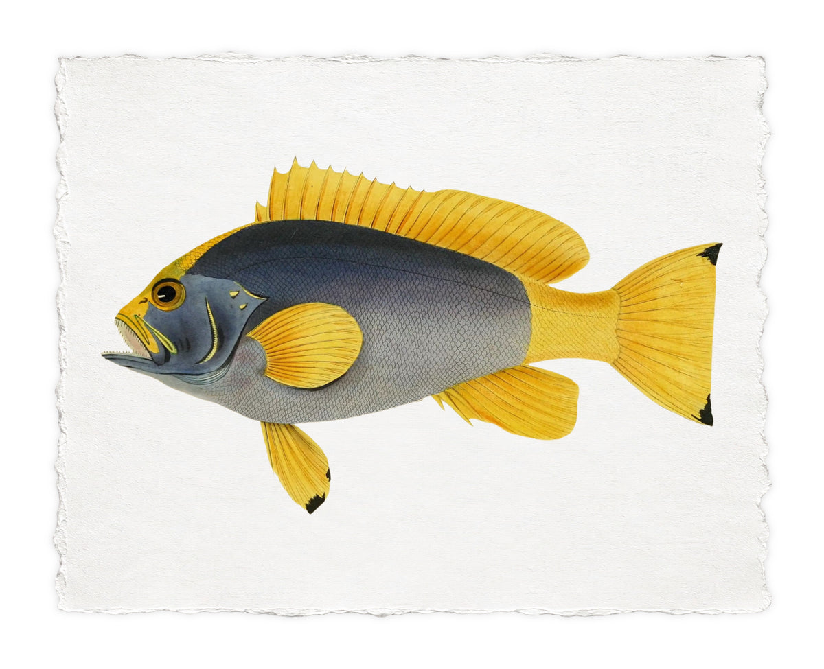BENNETT FISH 7