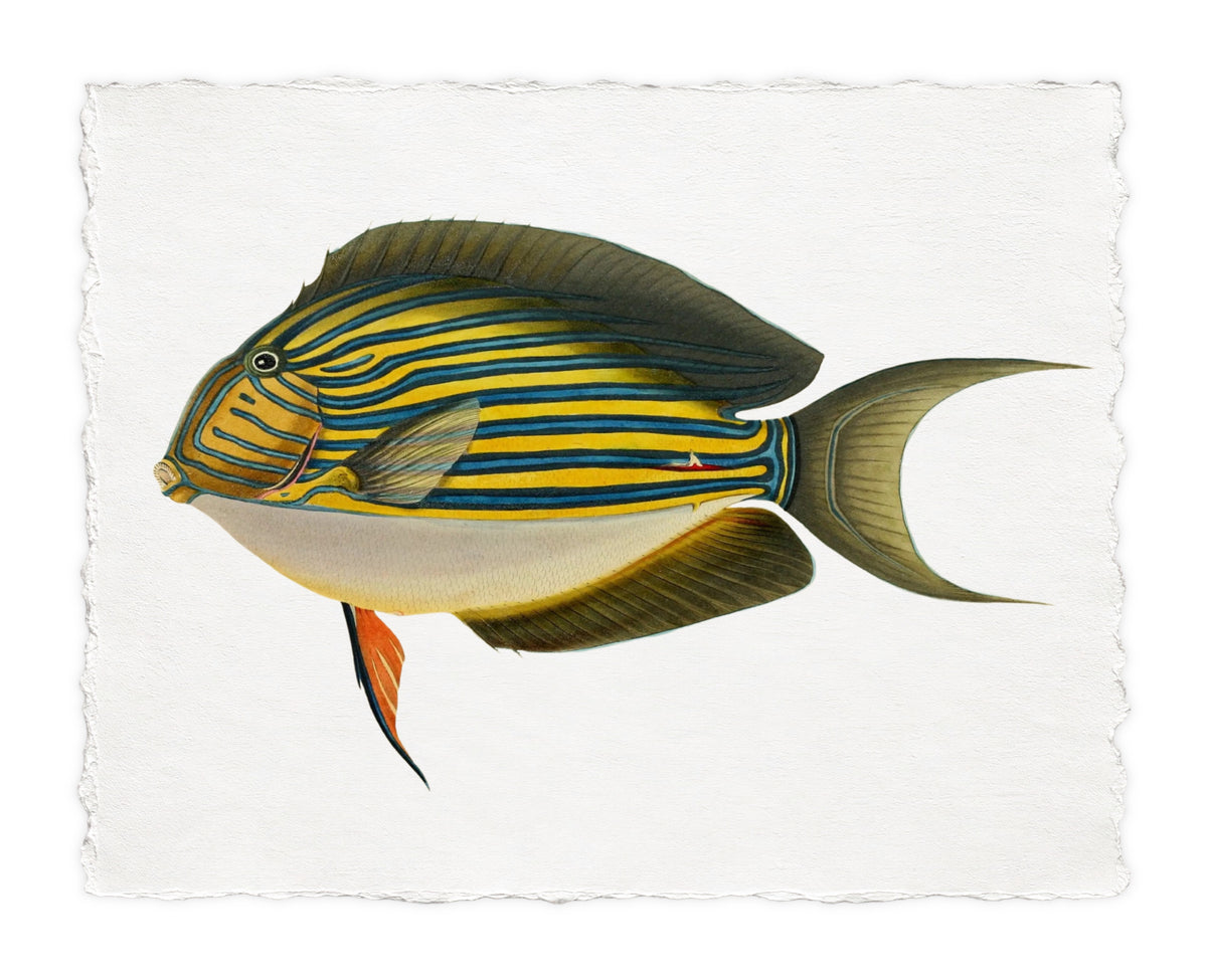 BENNETT FISH 8