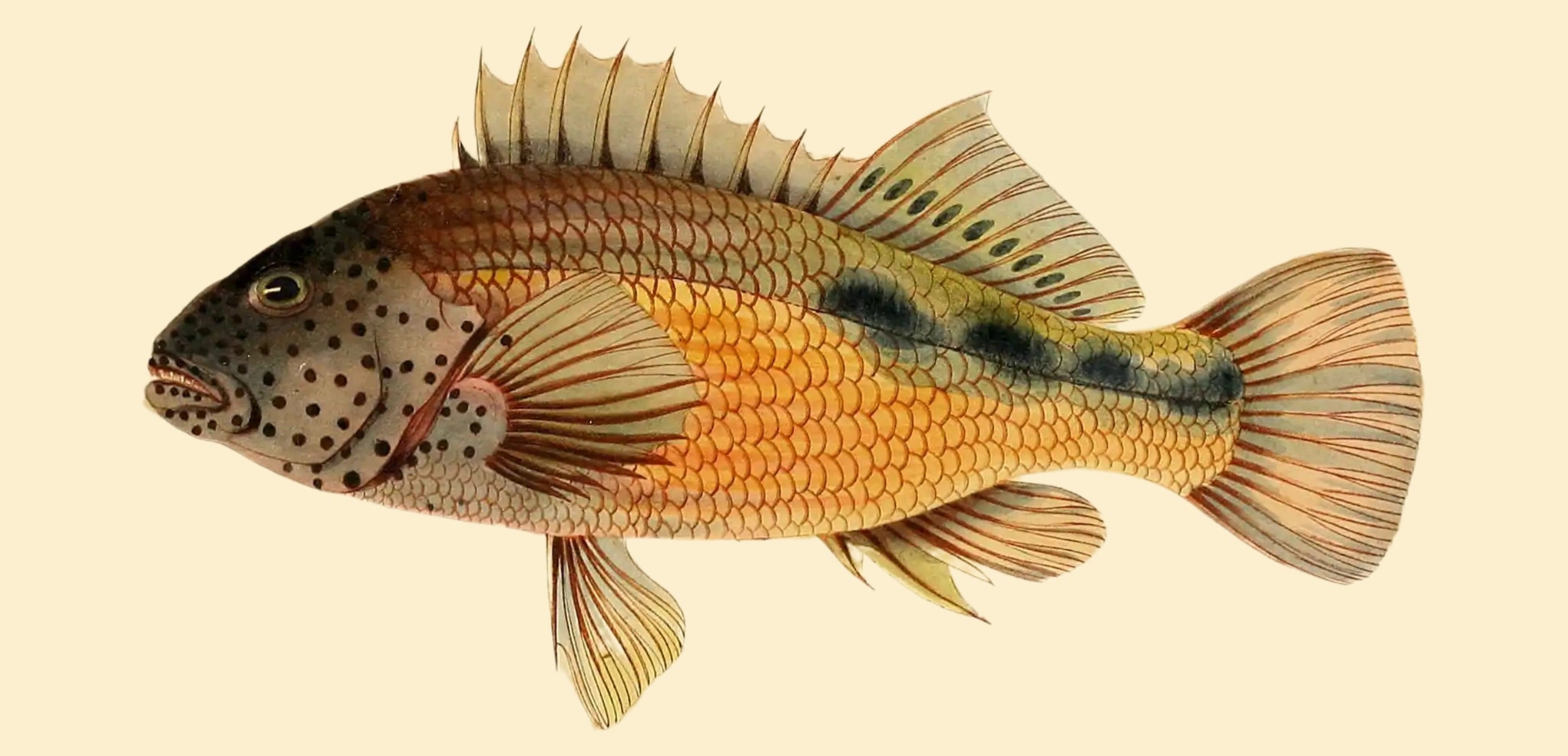 BENNETT FISH COLLECTION 1