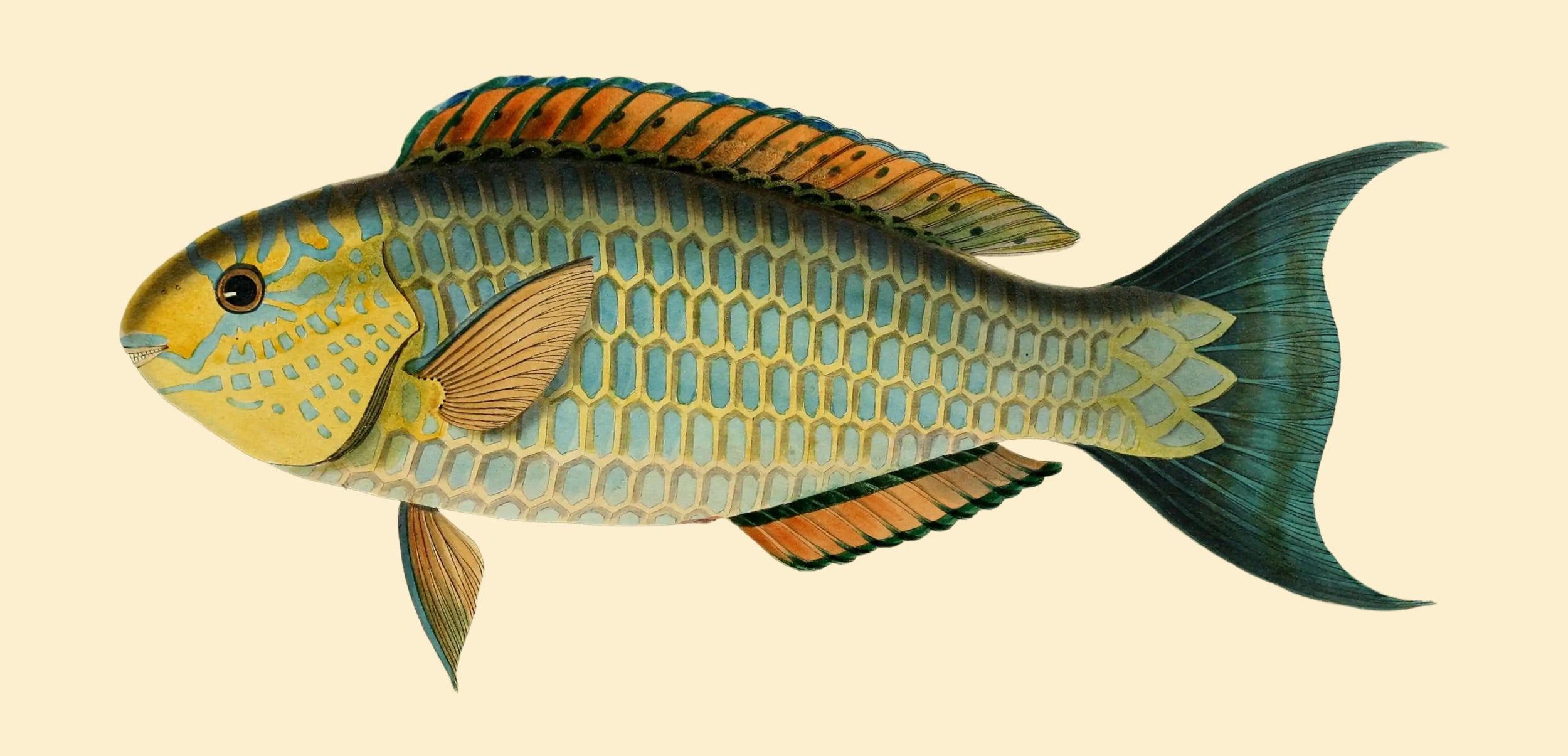 BENNETT FISH COLLECTION 15