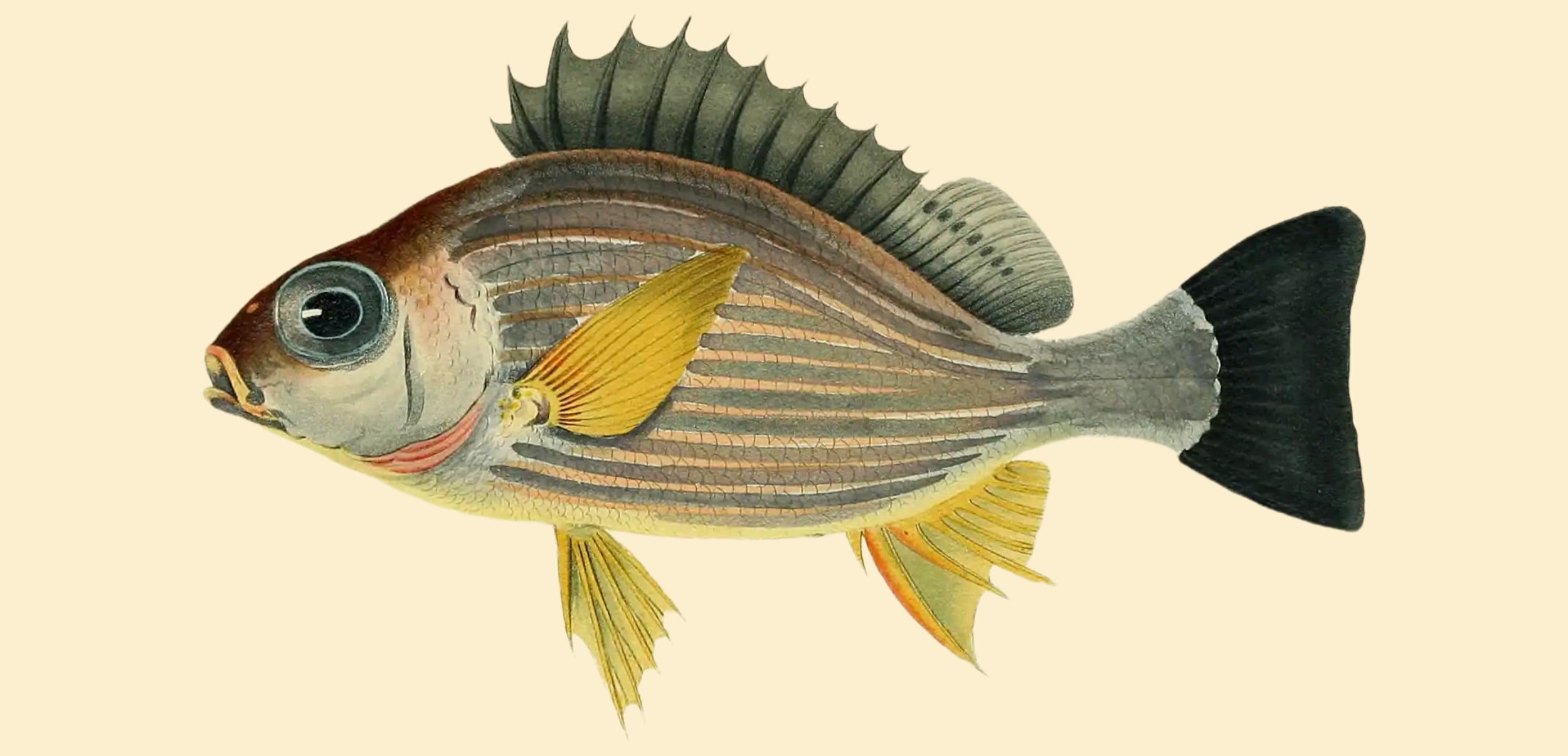 BENNETT FISH COLLECTION 10