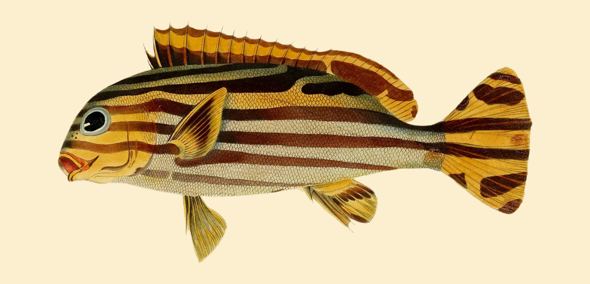BENNETT FISH COLLECTION 9