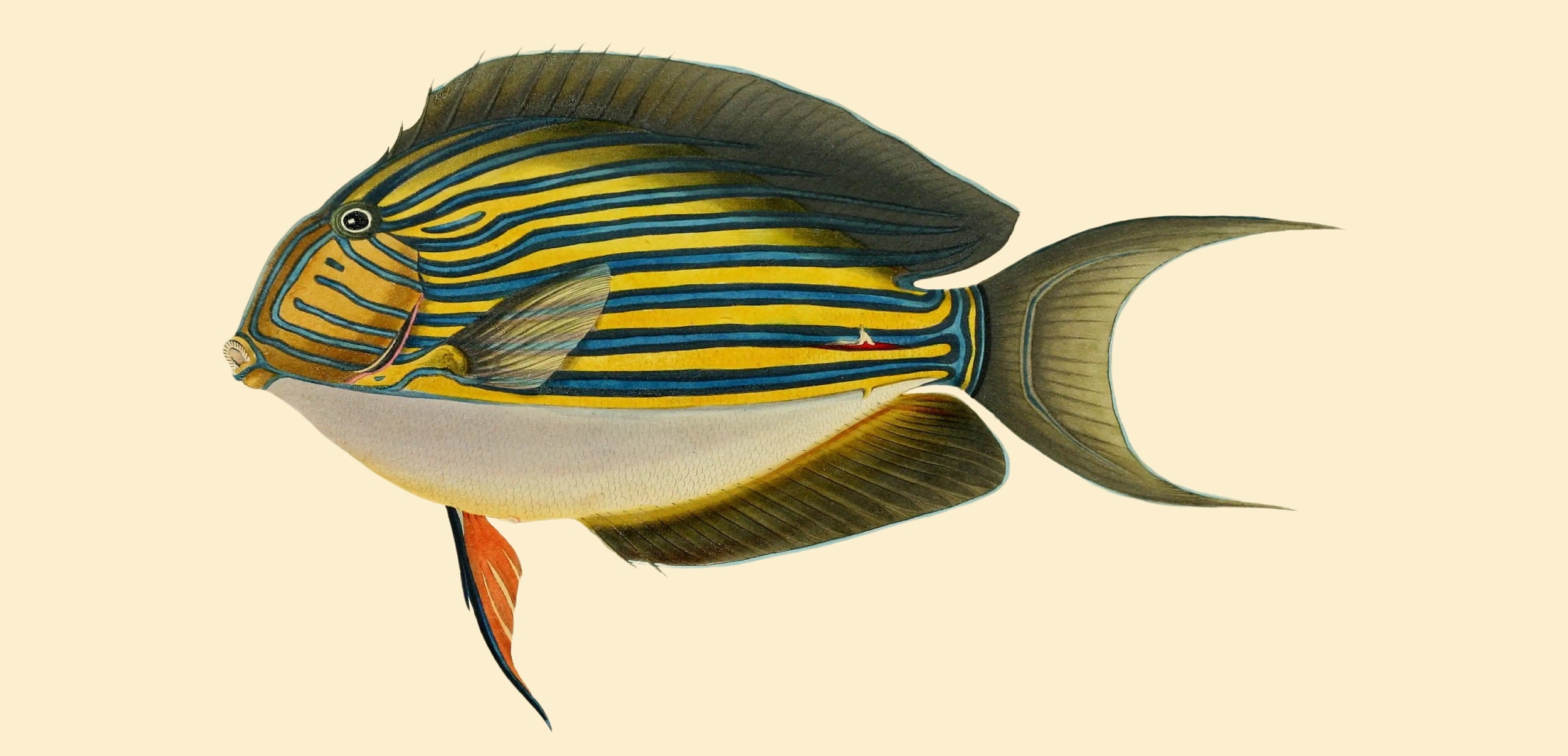 BENNETT FISH COLLECTION 8