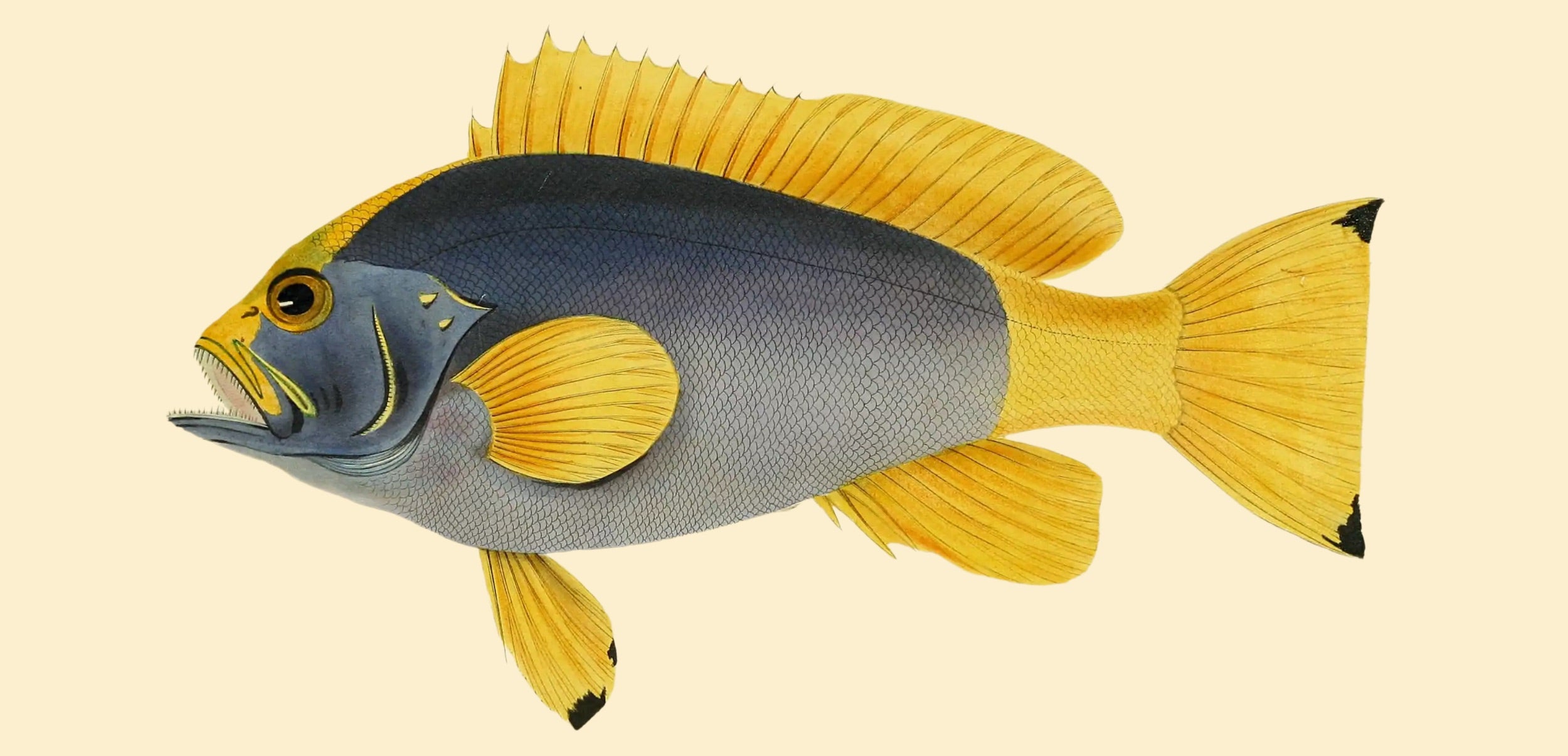 BENNETT FISH COLLECTION 7