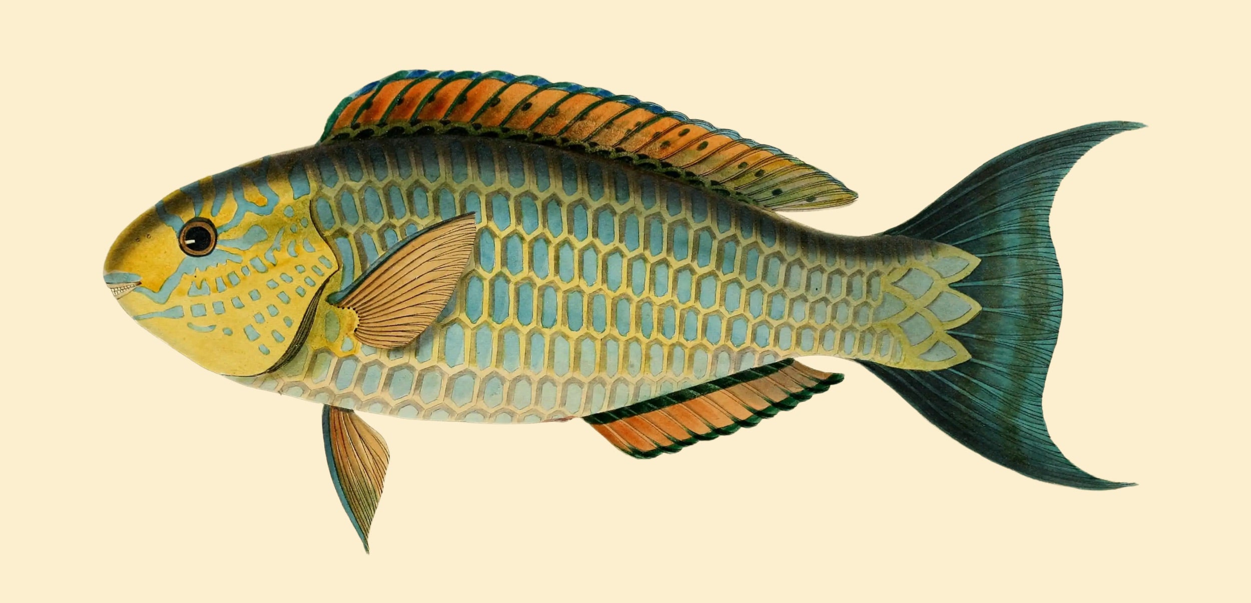 BENNETT FISH COLLECTION 4