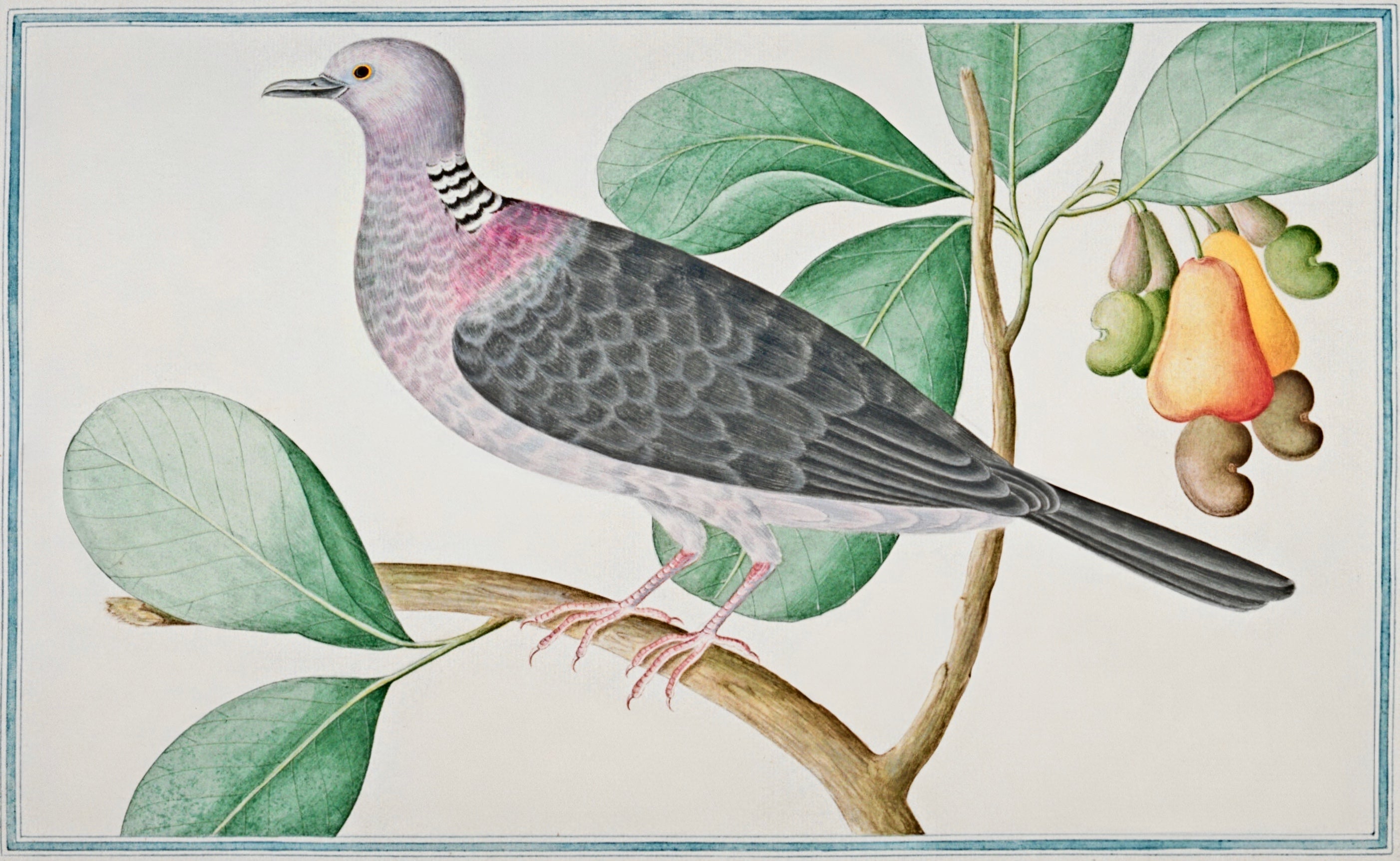 SRI LANKA FAUNA 14