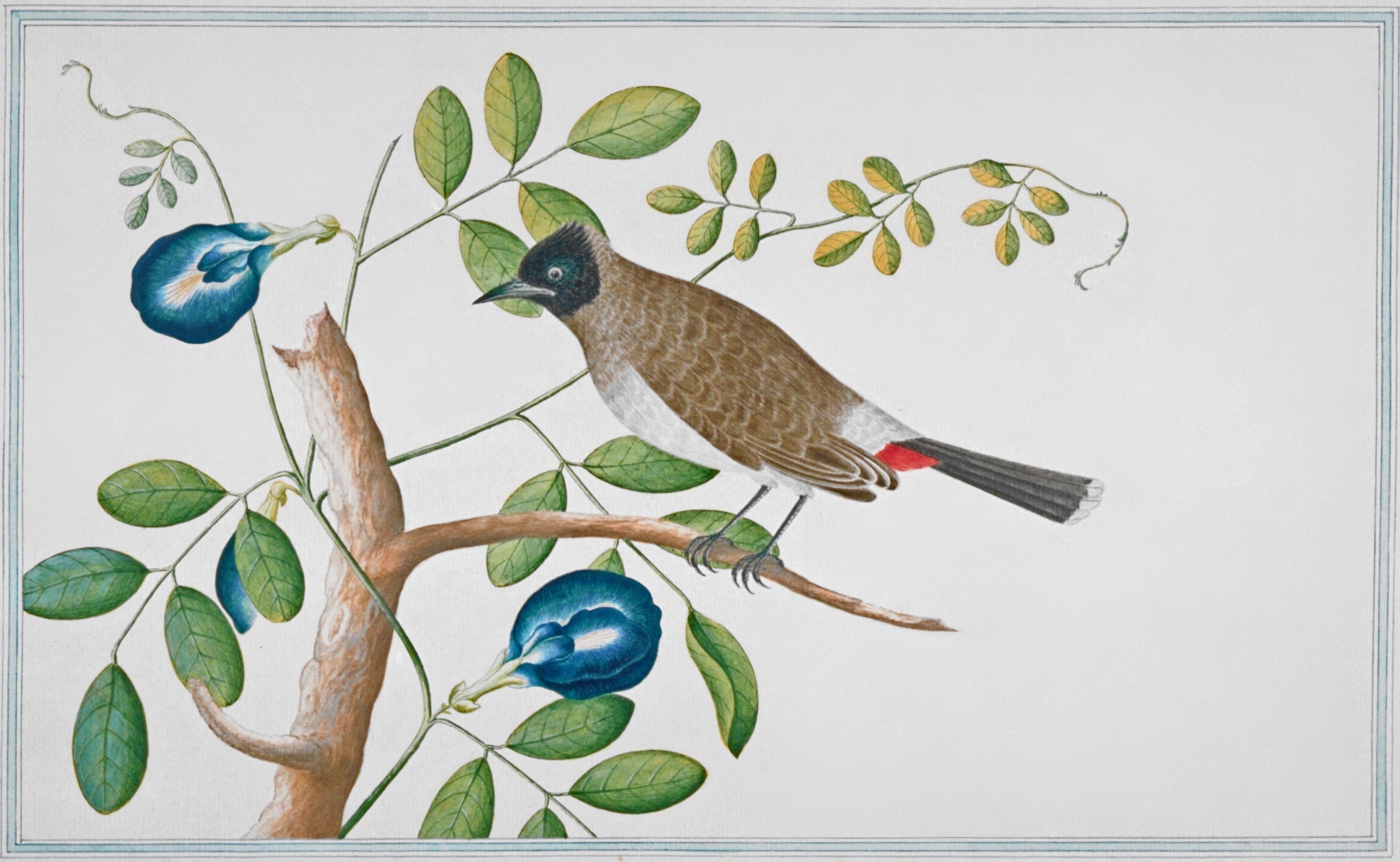 SRI LANKA FAUNA 15