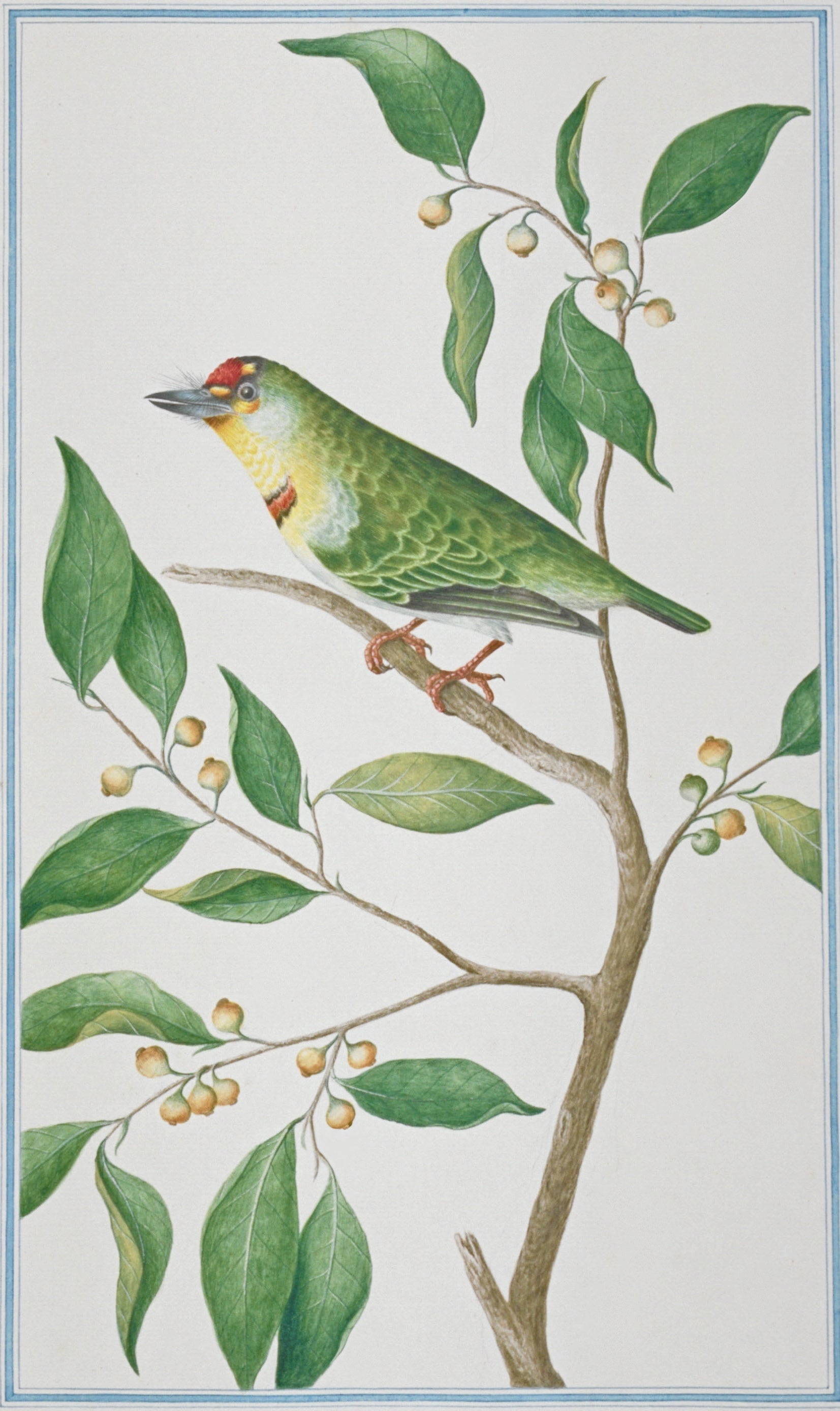 SRI LANKA FAUNA 17